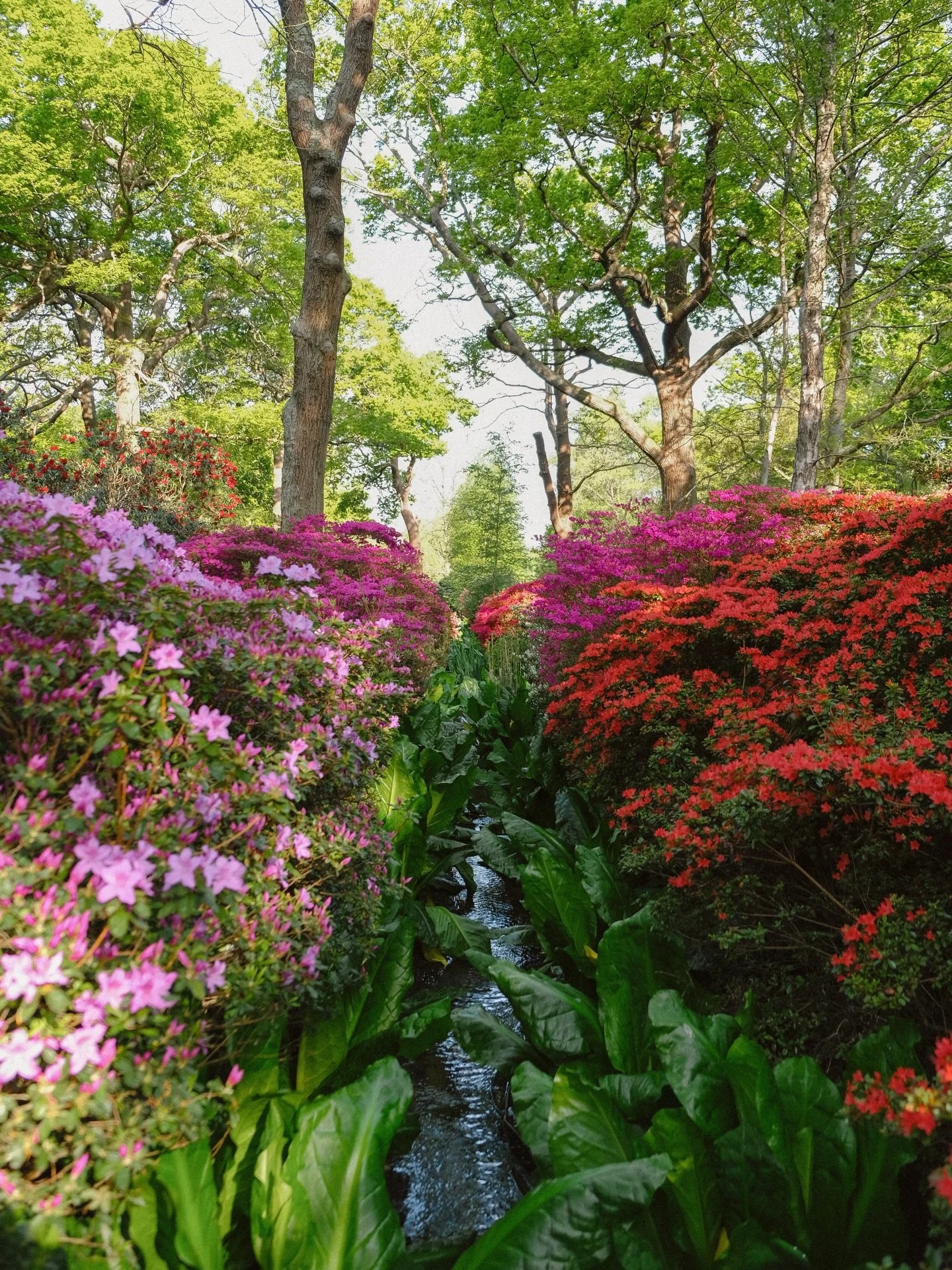 cannot wait to see the azaleas @isabellaplantation in full bloom in a few months time! 🌸
.
.
.
.
.
.
.
.
.
.
.
.
.
#mytinyatlashello #azalea #gardentherapy #flowerphotos #35mmfilmphoto