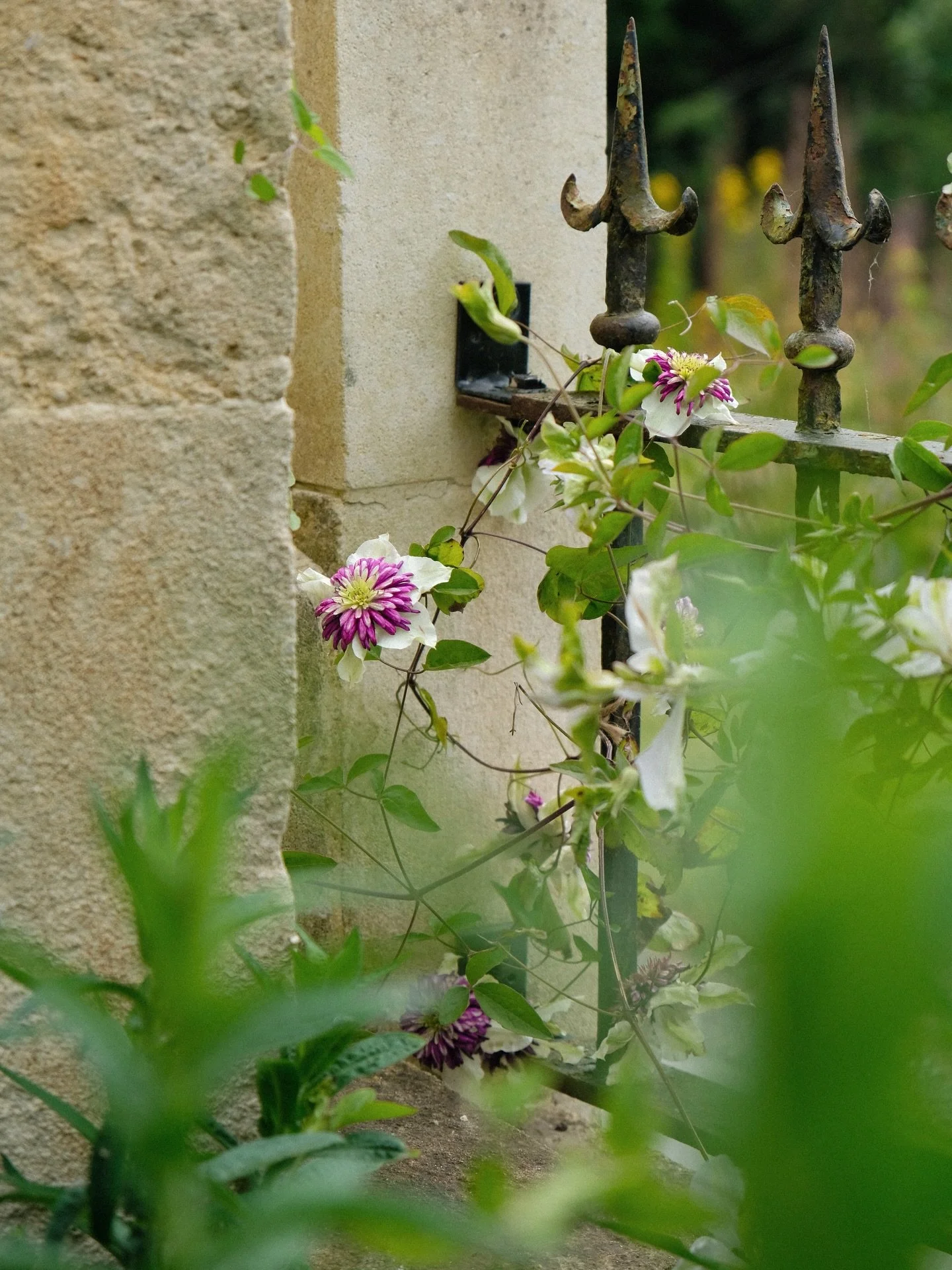 creeping clematis @ifordmanor 🌸 
.
.
.
.
.
.
.
.
.
.
.
.
.
#mytinyatlashello #clematis #gardentherapy #flowerphotos #35mmfilmphoto