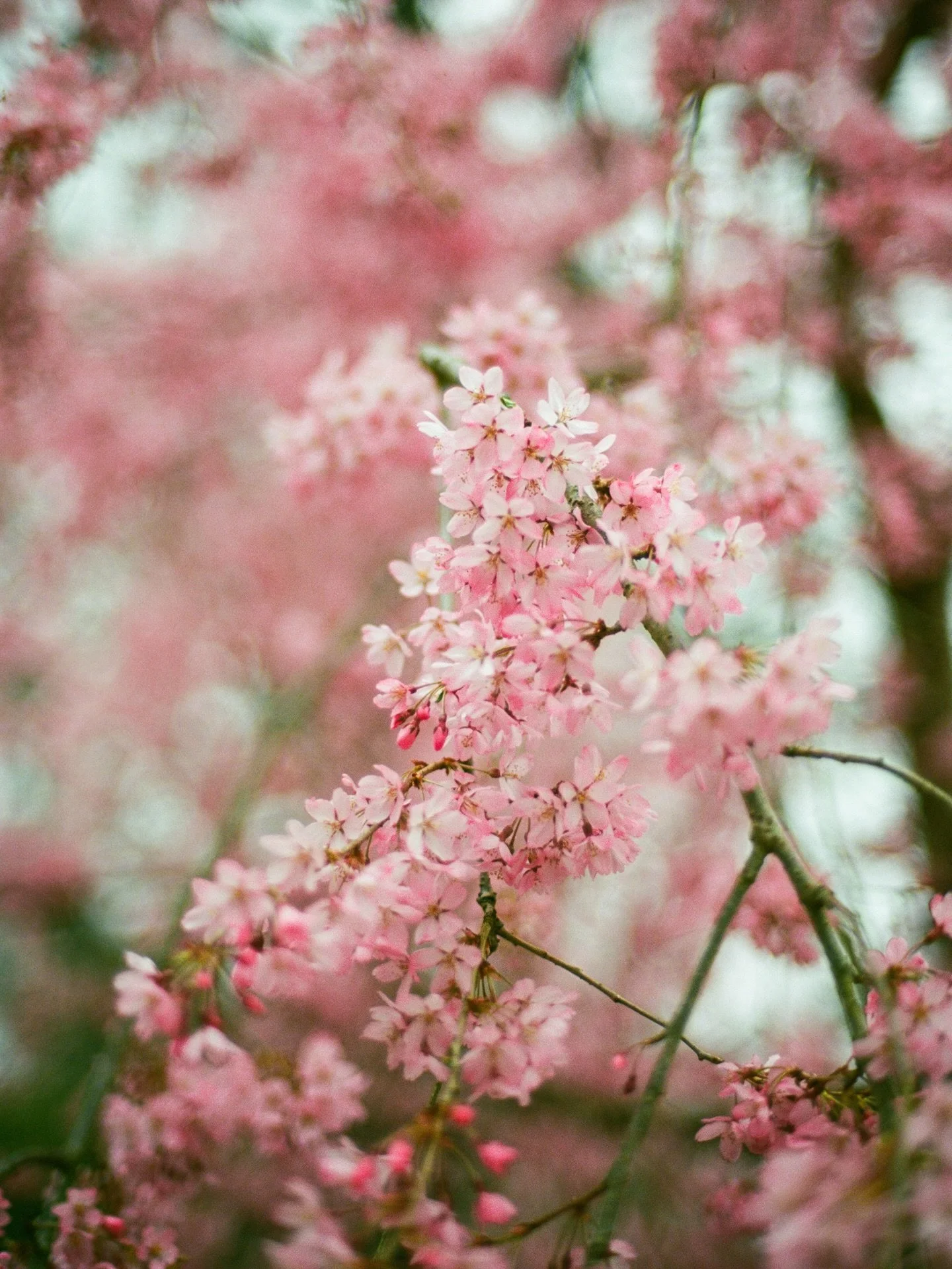 bright pink blossom against turquoise skies 🌸 
.
.
.
.
.
.
.
.
.
.
.
.
.
#cherryblossomseason #botanicalgarden #blossomtree #gardenphotography #gardentherapy