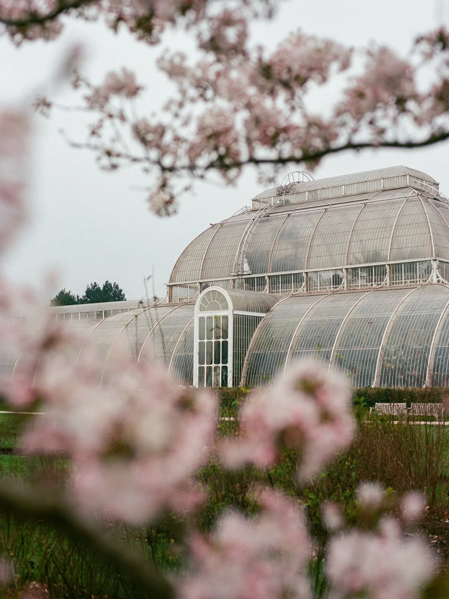 our favourite time @kewgardens - cherry blossom season 🌸
.
.
.
.
.
.
.
.
.
.
.
.
.
#cherryblossomseason #botanicalgarden #blossomtree #gardenphotography #kewgardens