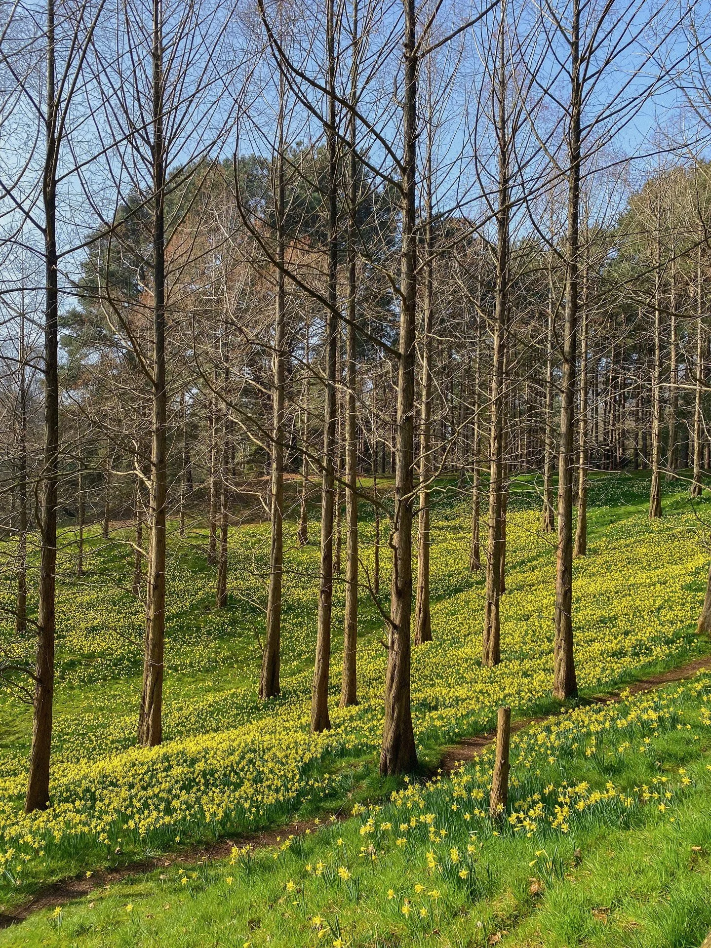 the sunshine of daffodils 🌼 
.
.
.
.
.
.
.
.
.
.
.
.
.
#daffodil #botanicalgarden #springhassprung #gardenphotography #gardentherapy