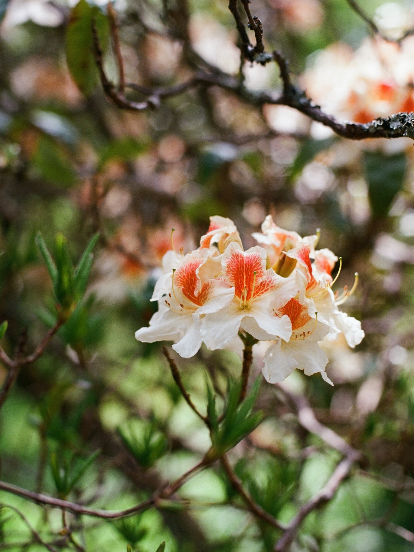 peachy shades 🍑
.
.
.
.
.
.
.
.
.
.
.
.
.
#mytinyatlashello #azalea #gardentherapy #flowerphotos #35mmfilmphoto