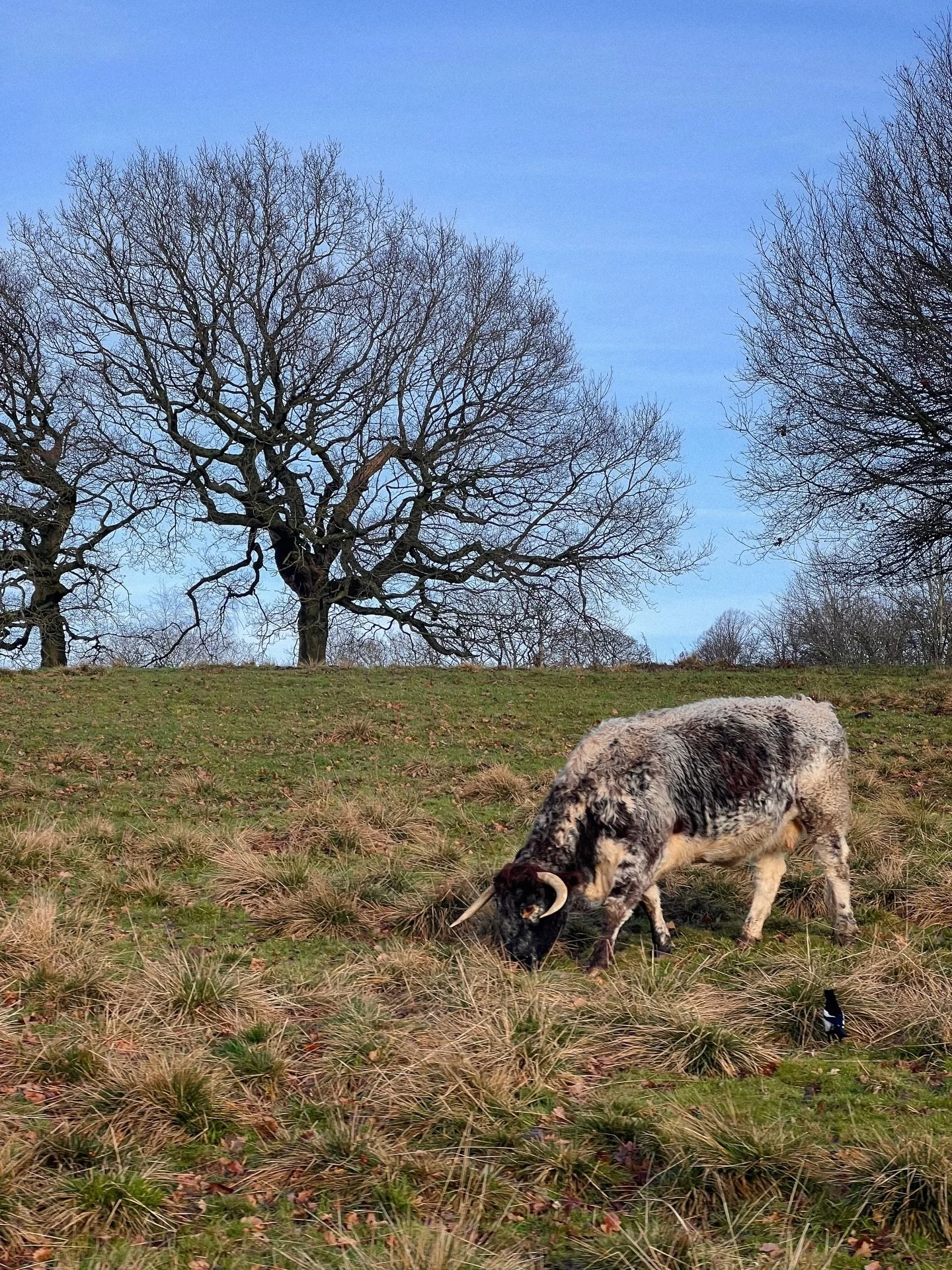 grazing 🐄
.
.
.
.
.
.
.
.
.
.
.
.
.
#peakdistrictnationalpark #countrysidelife #countrysidephotography #derbyshire #countrysidewalks