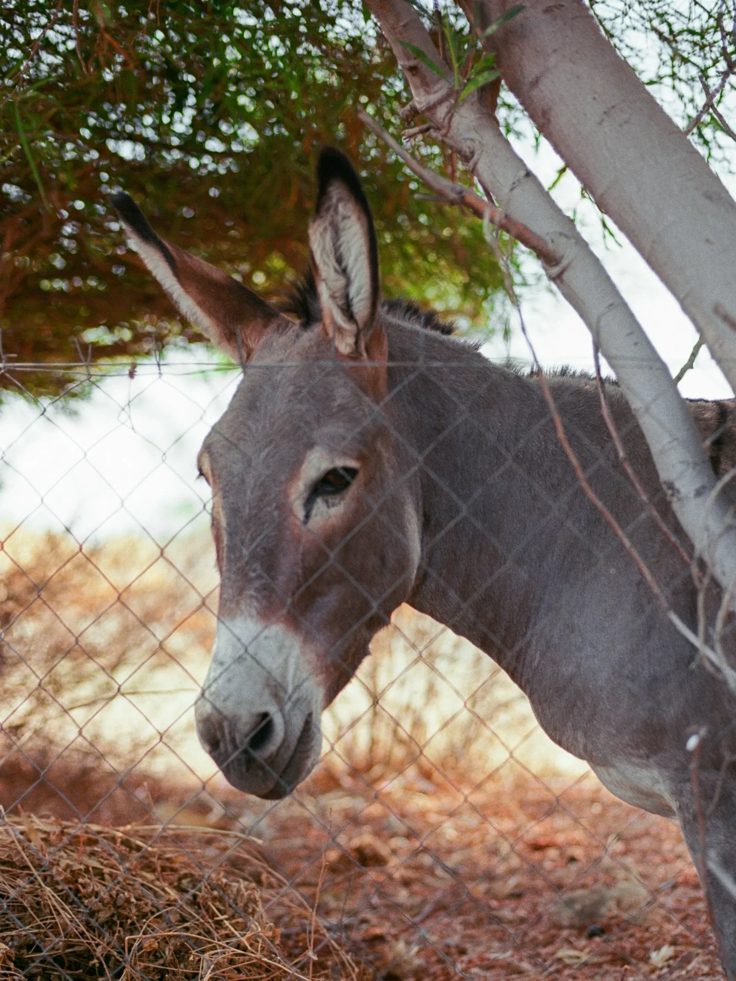 a delightful donkey 🫏
.
.
.
.
.
.
.
.
.
.
.
#rhodesisland #donkeylove #greece_moments #lindos #greecelover