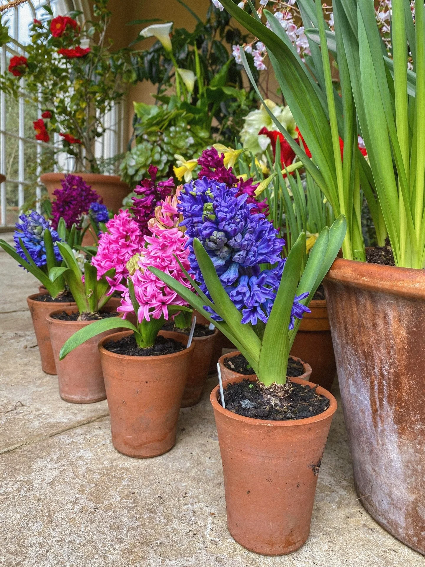 hyacinth heaven @osterleynt 🪻
.
.
.
.
.
.
.
.
.
.
.
.
.
#hyacinth #gardentherapy #springhassprung #gardenphotography #springflower