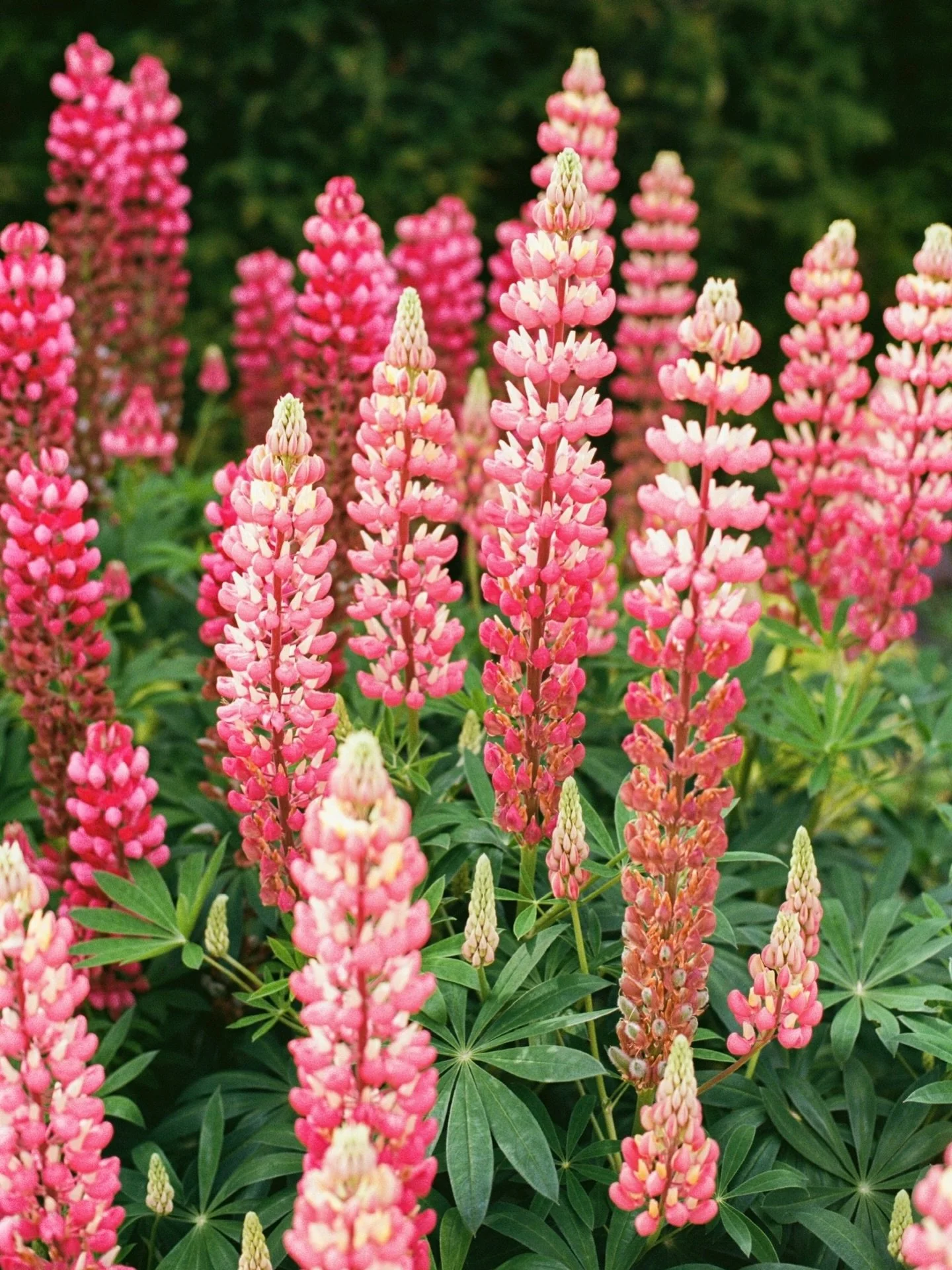 have you seen a more spectacular display of pink petals?! 🌸
.
.
.
.
.
.
.
.
.
.
.
.
.
#hyacinth #gardentherapy #springhassprung #gardenphotography #springflower