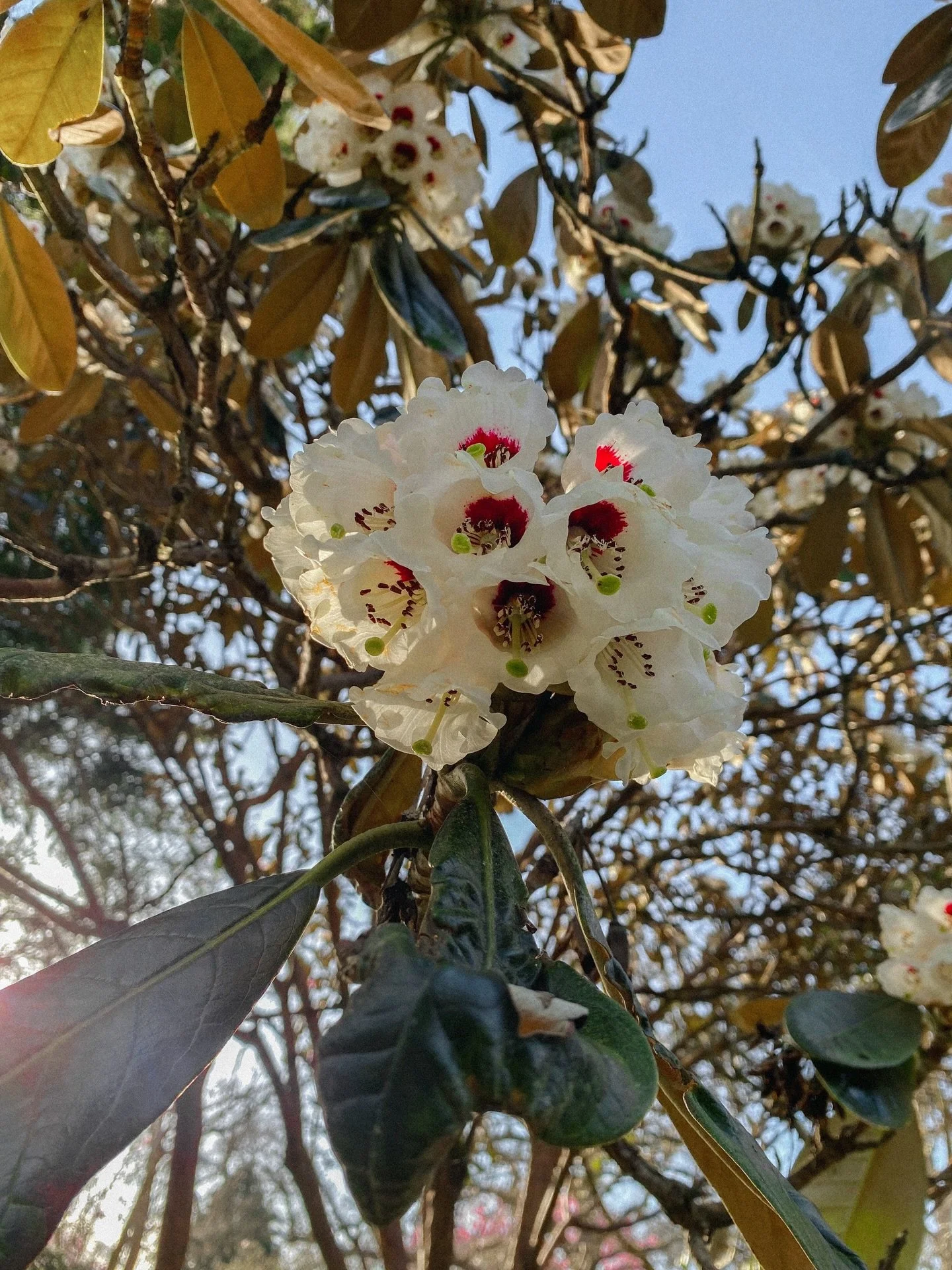 absolutely love that the rhododendrons are beginning to bloom, especially ones with colours and markings like this 🤍
.
.
.
.
.
.
.
.
.
.
.
.
.
#mytinyatlashello #rhododendron #gardentherapy #flowerphotos #35mmfilmphoto