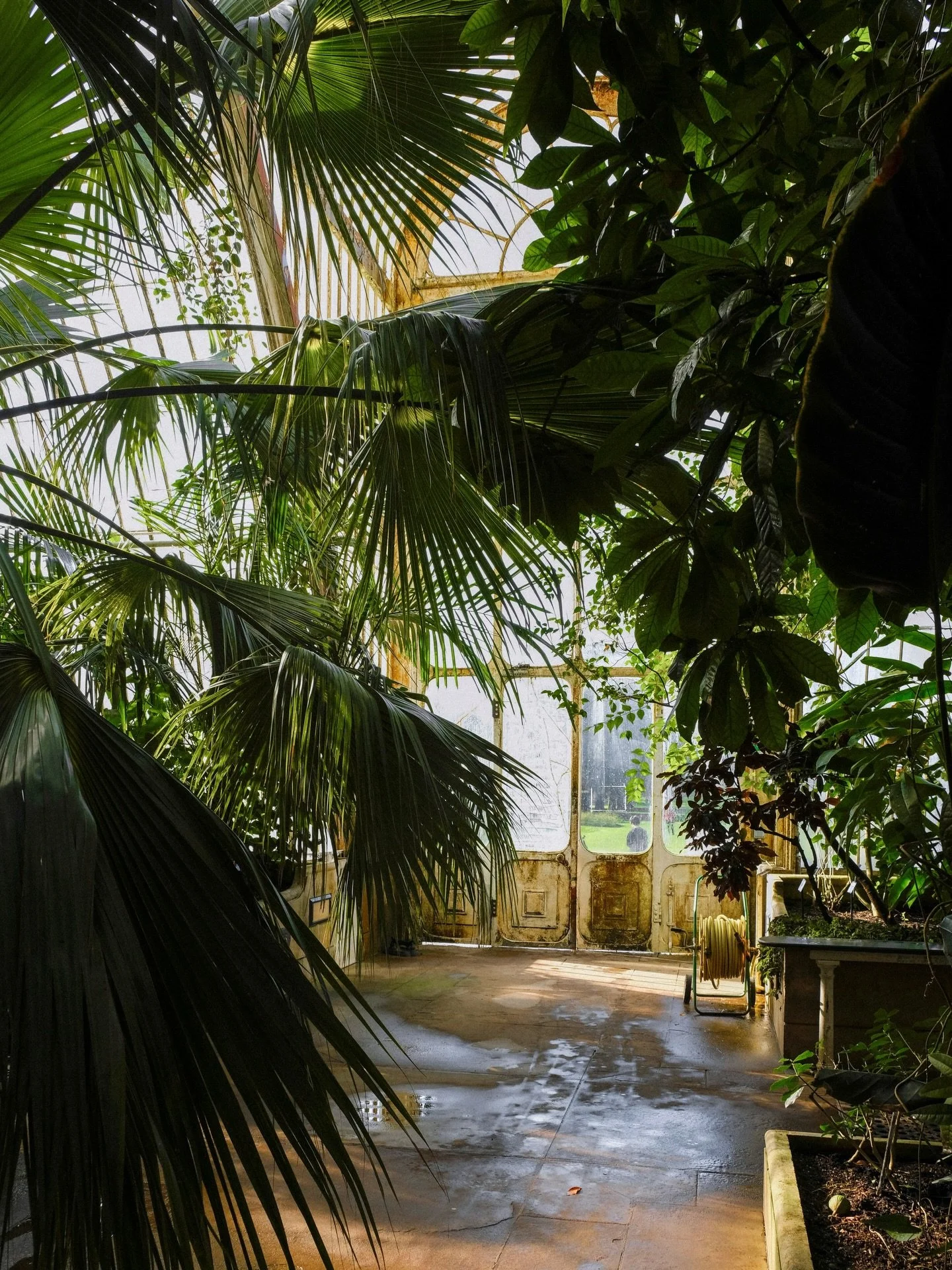 humid hothouse @kewgardens 🌿
.
.
.
.
.
.
.
.
.
.
.
.
.
#springhassprung #botanicalgarden #countrysidelife #gardenphotography #kewgardens
