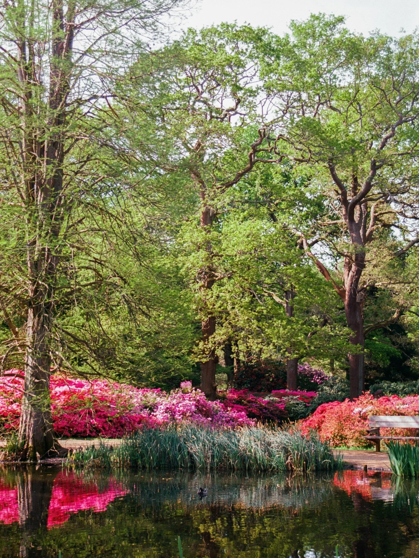 cannot wait for early morning walks @isabellaplantation when the rhododendrons and azaleas are in concert 🌸🌿
.
.
.
.
.
.
.
.
.
.
.
.
.
#mytinyatlashello #azalea #gardentherapy #flowerphotos #35mmfilmphoto