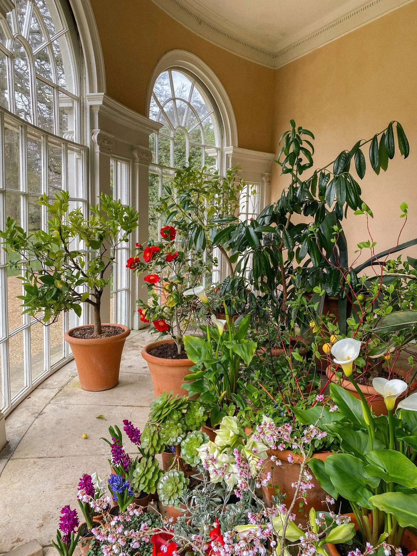 🪴🌷🪻
.
.
.
.
.
.
.
.
.
.
.
.
.
#hyacinth #gardentherapy #springhassprung #gardenphotography #springflower