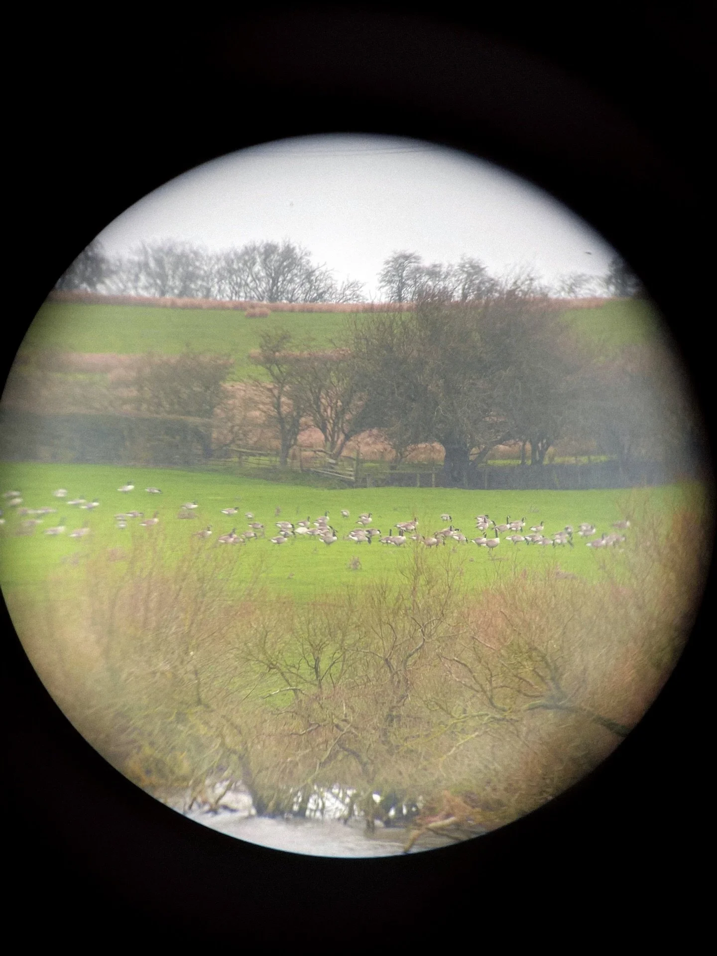 view through the binoculars 🪿 
.
.
.
.
.
.
.
.
.
.
.
.
.
.
.
#countydurham #countrysidelife #countrysideliving #countrysidephotography #binoculars