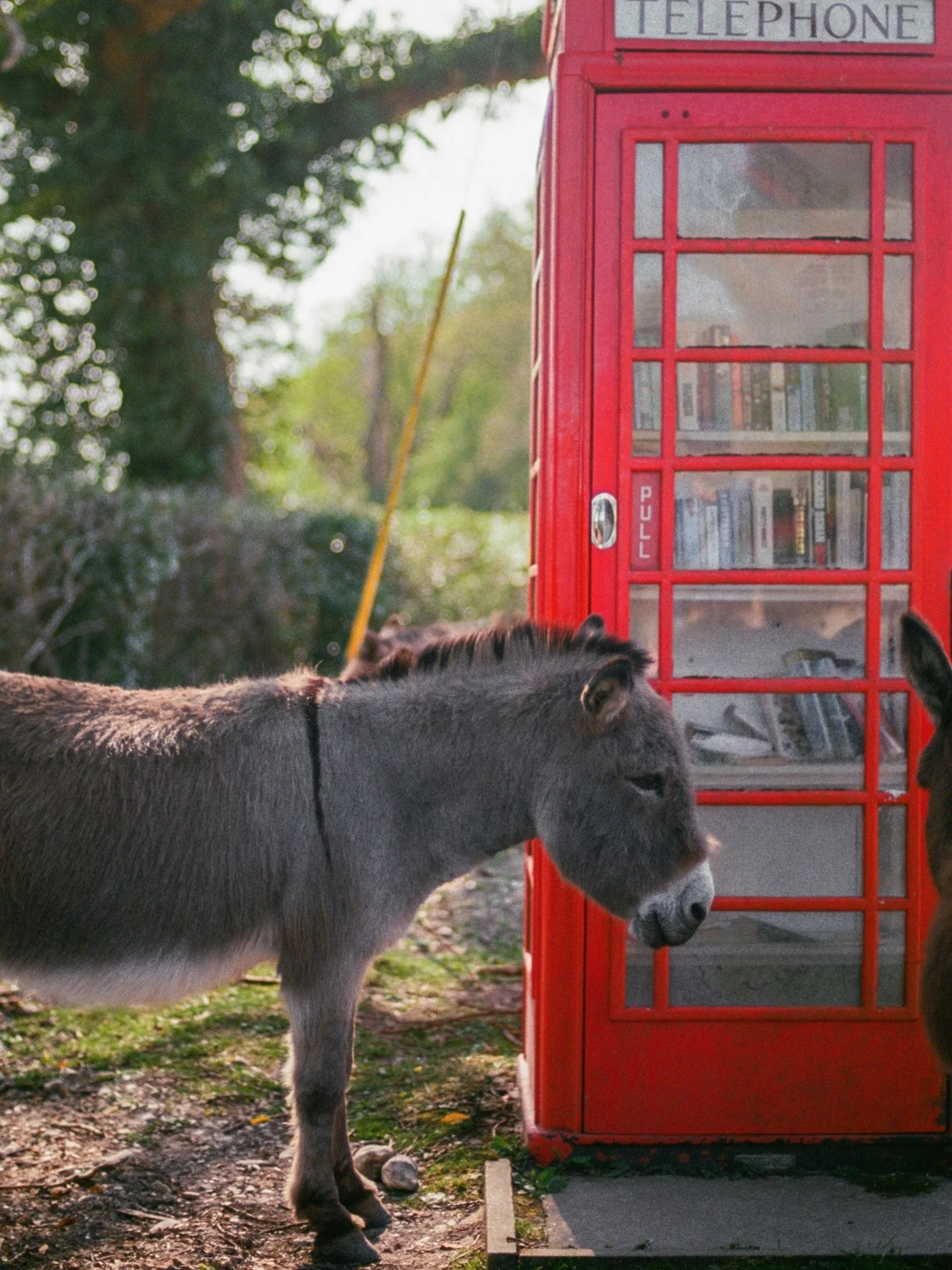 our favourite sight in the new forest 🌳🫏☎️
.
.
.
.
.
.
.
.
.
.
.
.
.
.
.
#donkeylove #countrysidelife #countrysideliving #countrysidephotography #newforest