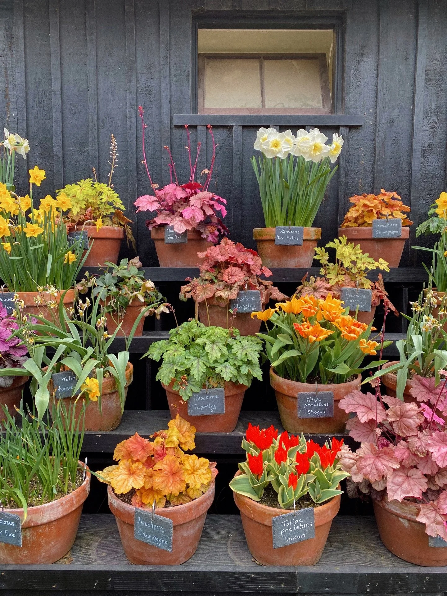 completely besotted with this type of planting 🪴
.
.
.
.
.
.
.
.
.
.
.
.
.
.
.
#springhascome #countrysidelife #countrysideliving #countrysidephotography #springblooms