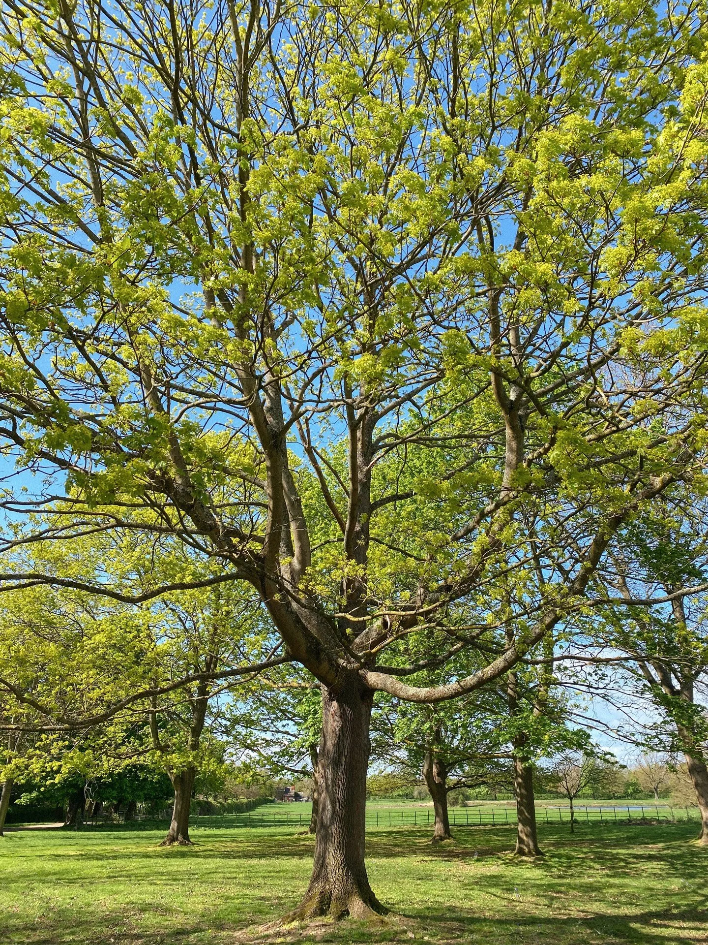 chartreuse shades 🌳
.
.
.
.
.
.
.
.
.
.
.
.
.
.
.
#treelovers #countrysidelife #countrysideliving #countrysidephotography #treephotography