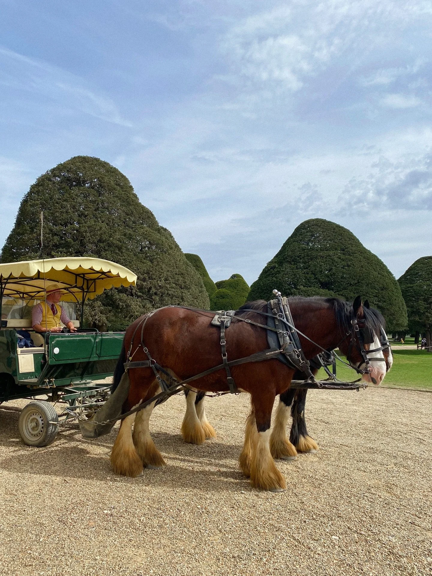 the gorgeous shire horses at hampton court 🐴
.
.
.
.
.
.
.
.
.
.
.
.
.
.
.
#hamptoncourt #shirehorse #horseride #hamptoncourtpalace #yearofthehorse