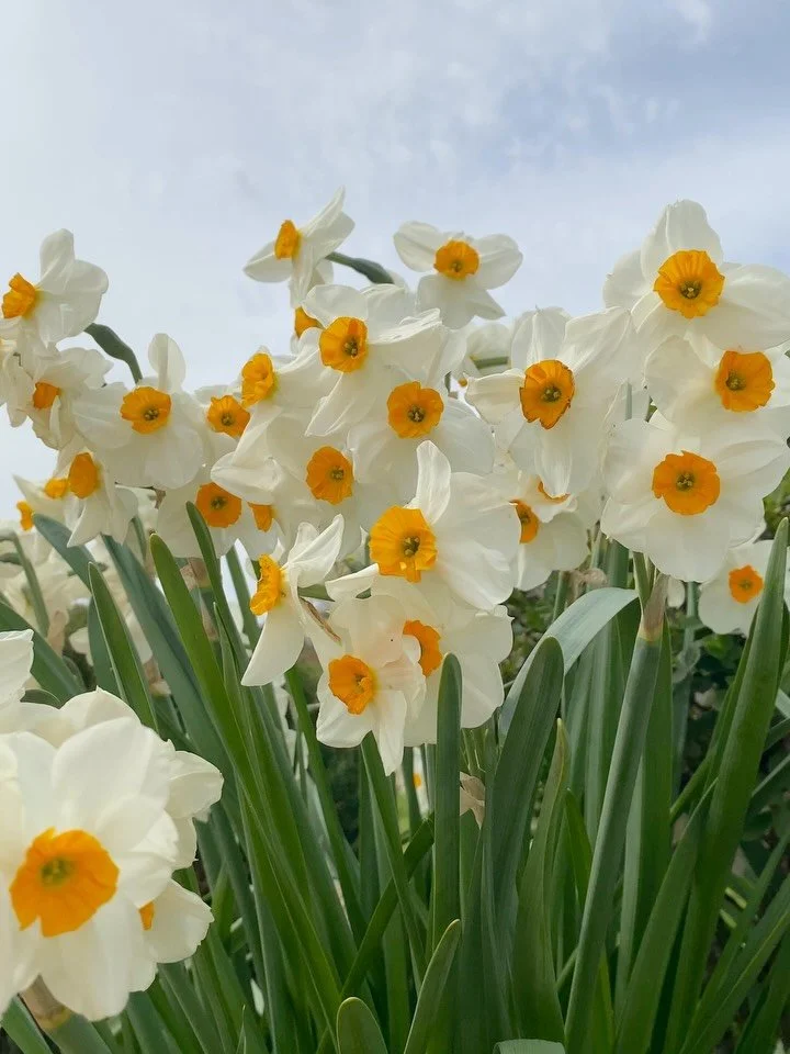 spring camera roll 🪻🌼🌷🌿🌸
.
.
.
.
.
.
.
.
.
.
.
.
.
.
#springhassprung #countrysidelife #countrysideliving #countrysidephotography #springflower