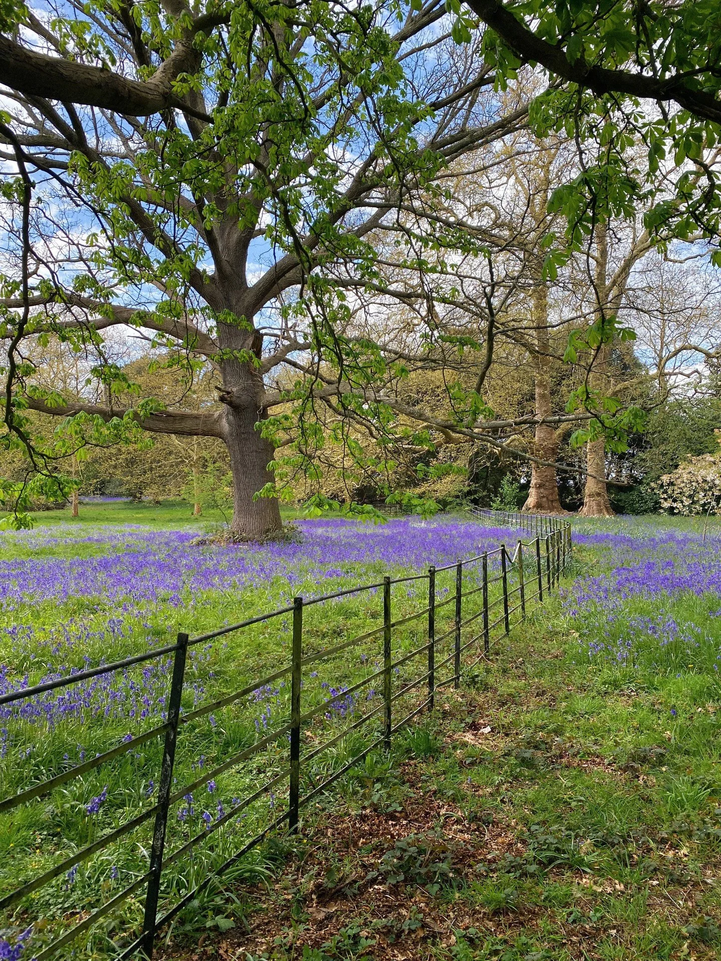 hitched a ride on the blue-hued magic carpet of bluebell season🪻
.
.
.
.
.
.
.
.
.
.
.
.
.
.
#bluebell #countrysidelife #countrysideliving #countrysidephotography #springflower