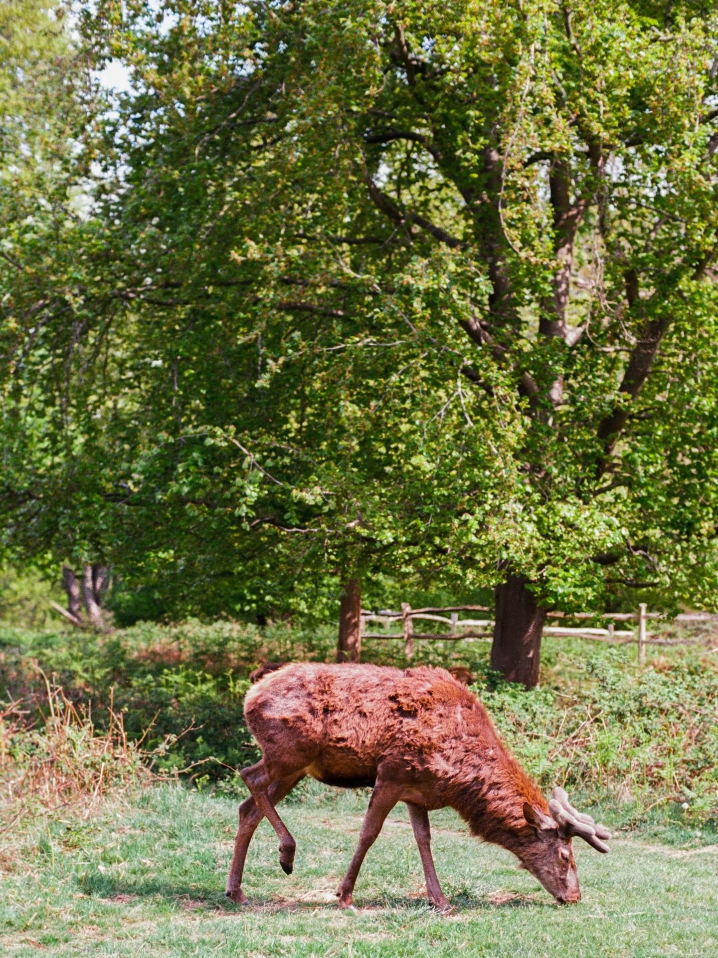 scenes from richmond park 🦌 
.
.
.
.
.
.
.
.
.
.
.
.
.
#animalphoto #secretlondon #deerpark #richmondpark #35mmfilmphoto