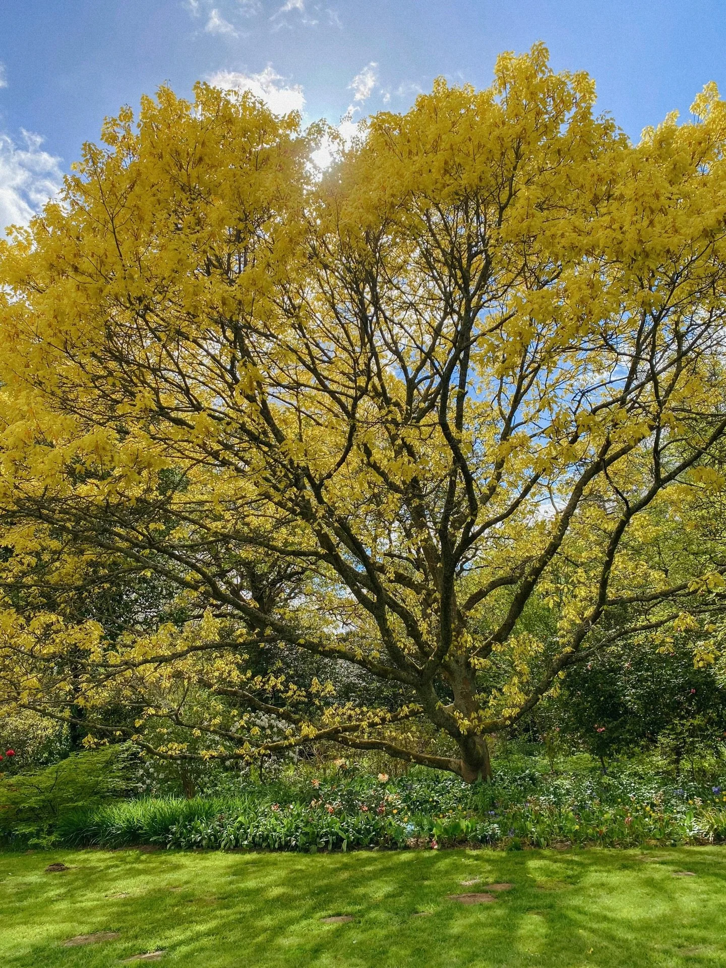 the glittering, golden hues of this acer 🌟
.
.
.
.
.
.
.
.
.
.
.
.
.
.
.
#treelovers #countrysidelife #countrysideliving #countrysidephotography #treephotography
