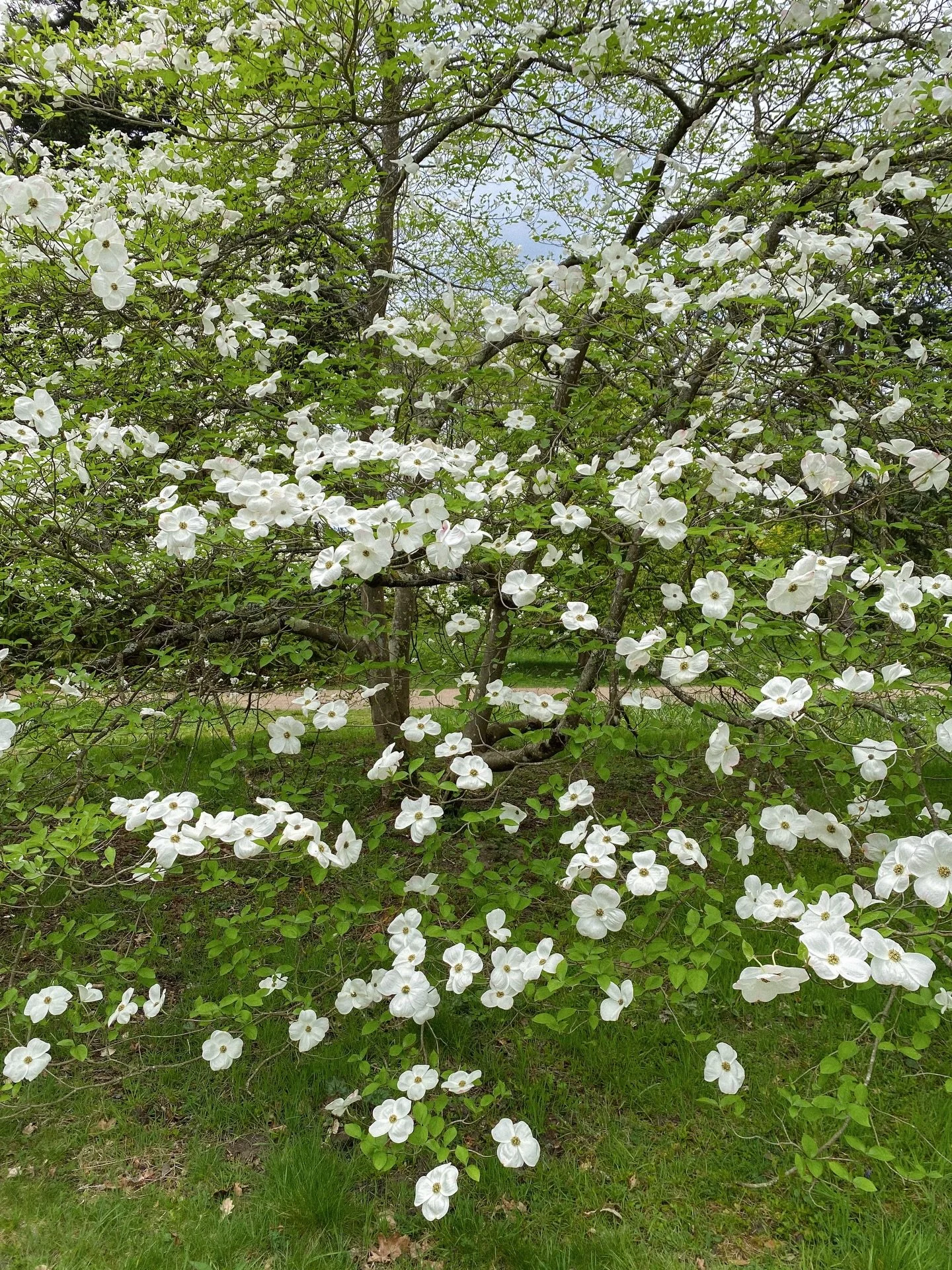 this white flowering dogwood @rhswisley is just delightful 🤍🌿
.
.
.
.
.
.
.
.
.
.
.
.
.
.
.
#gardentherapy #countrysidelife #countrysideliving #countrysidephotography #gardenphotography