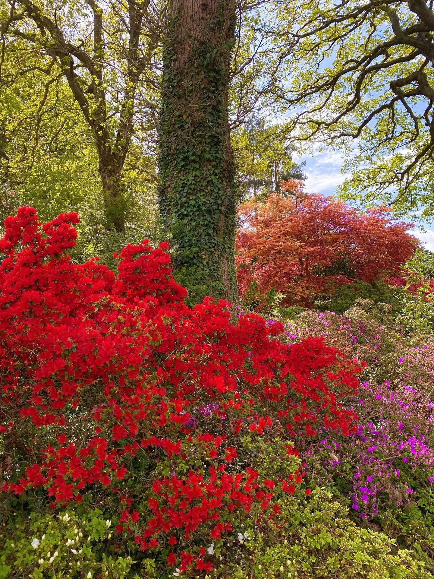 azalea love @rhswisley 🌿🌸
.
.
.
.
.
.
.
.
.
.
.
.
.
.
.
#gardentherapy #countrysidelife #countrysideliving #countrysidephotography #gardenphotography