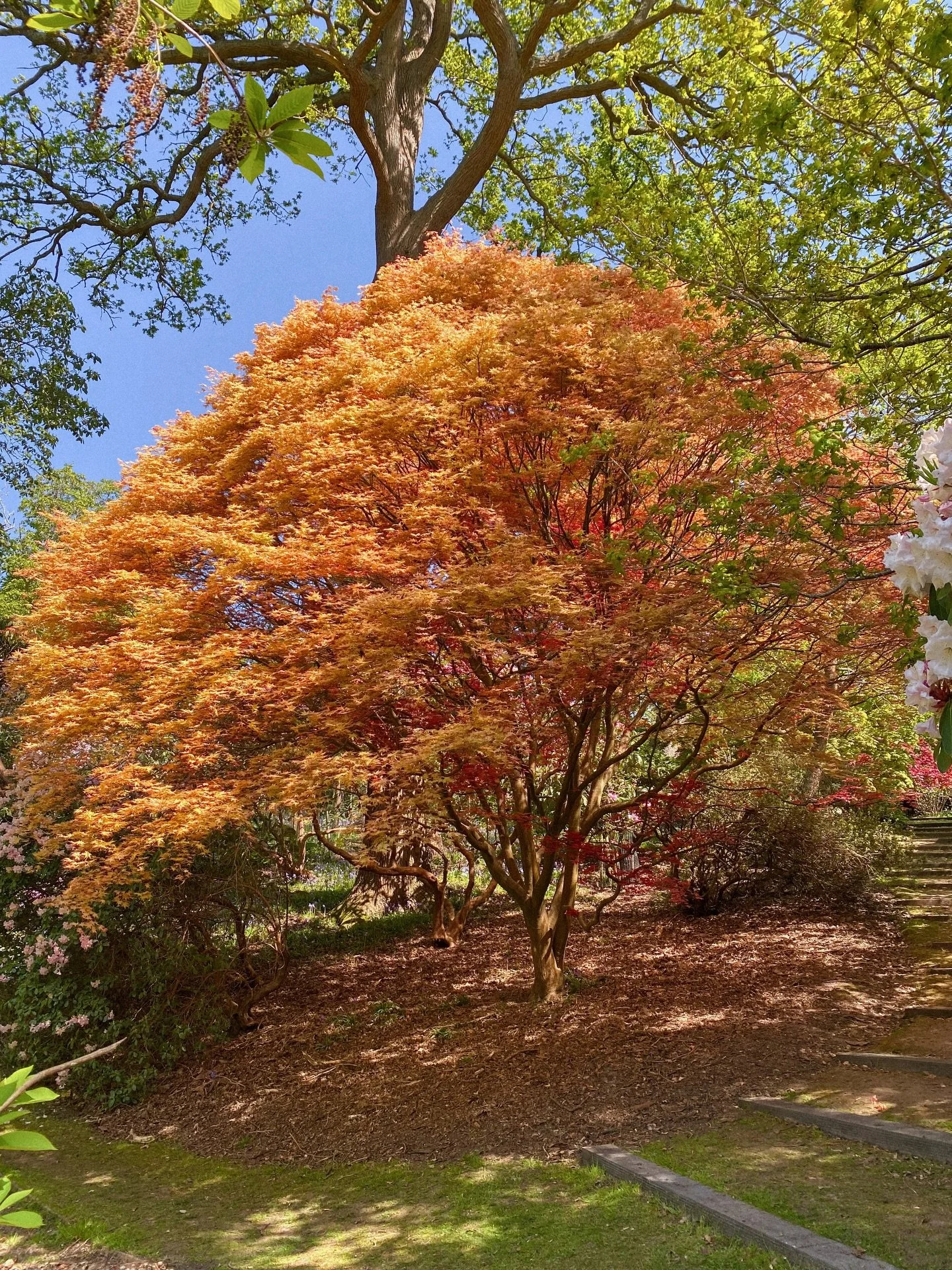 the most spectacular shades of apricot, orange &amp; auburn 🍊 
.
.
.
.
.
.
.
.
.
.
.
.
.
.
.
#gardentherapy #countrysidelife #countrysideliving #countrysidephotography #treephotography