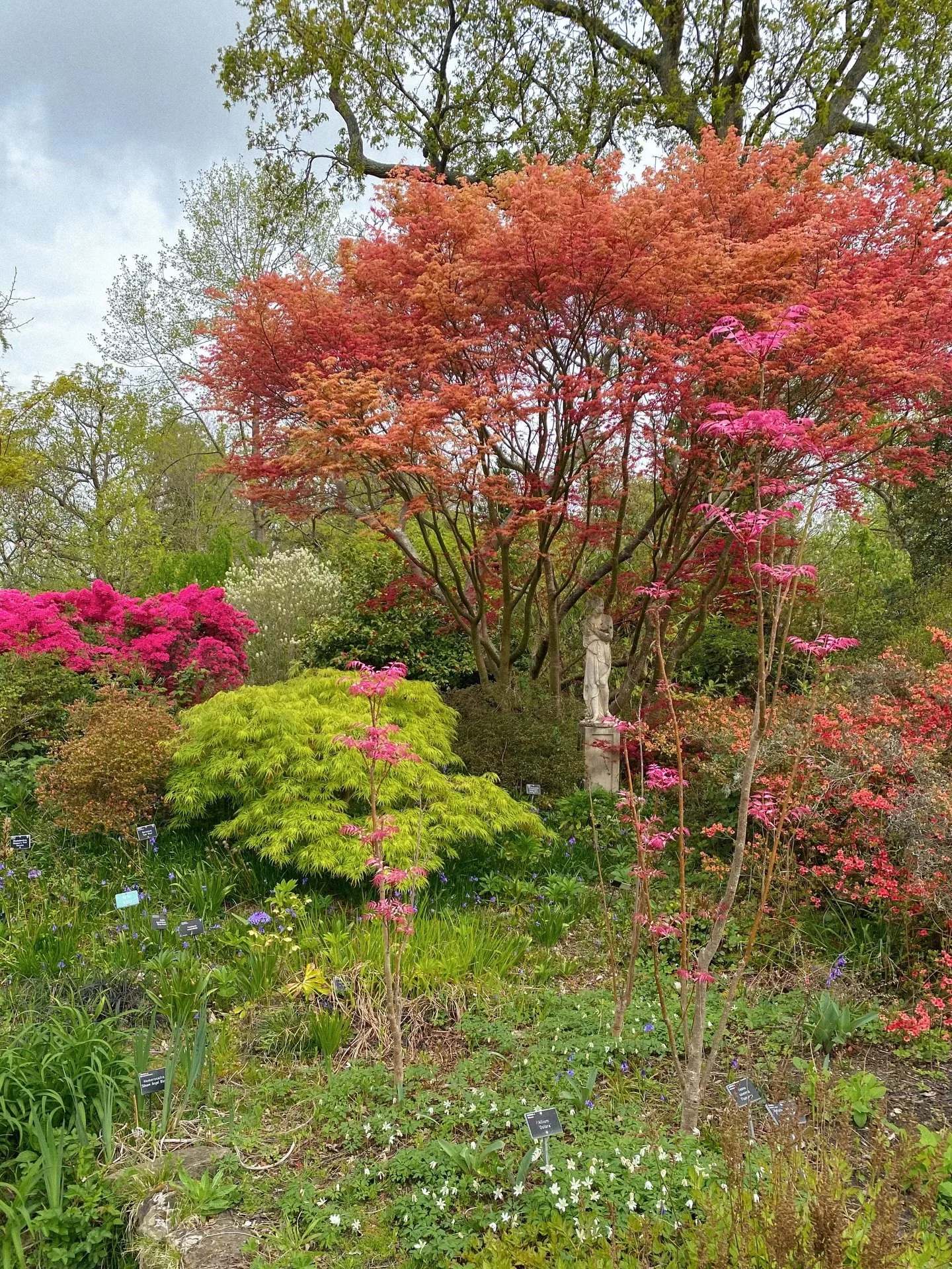 enamoured with all these pinks, peaches &amp; bright greens 🍒🍑🎀🍋&zwj;🟩🌸🌿
.
.
.
.
.
.
.
.
.
.
.
.
.
.
.
#treelovers #countrysidelife #wisley #countrysidephotography #treephotography