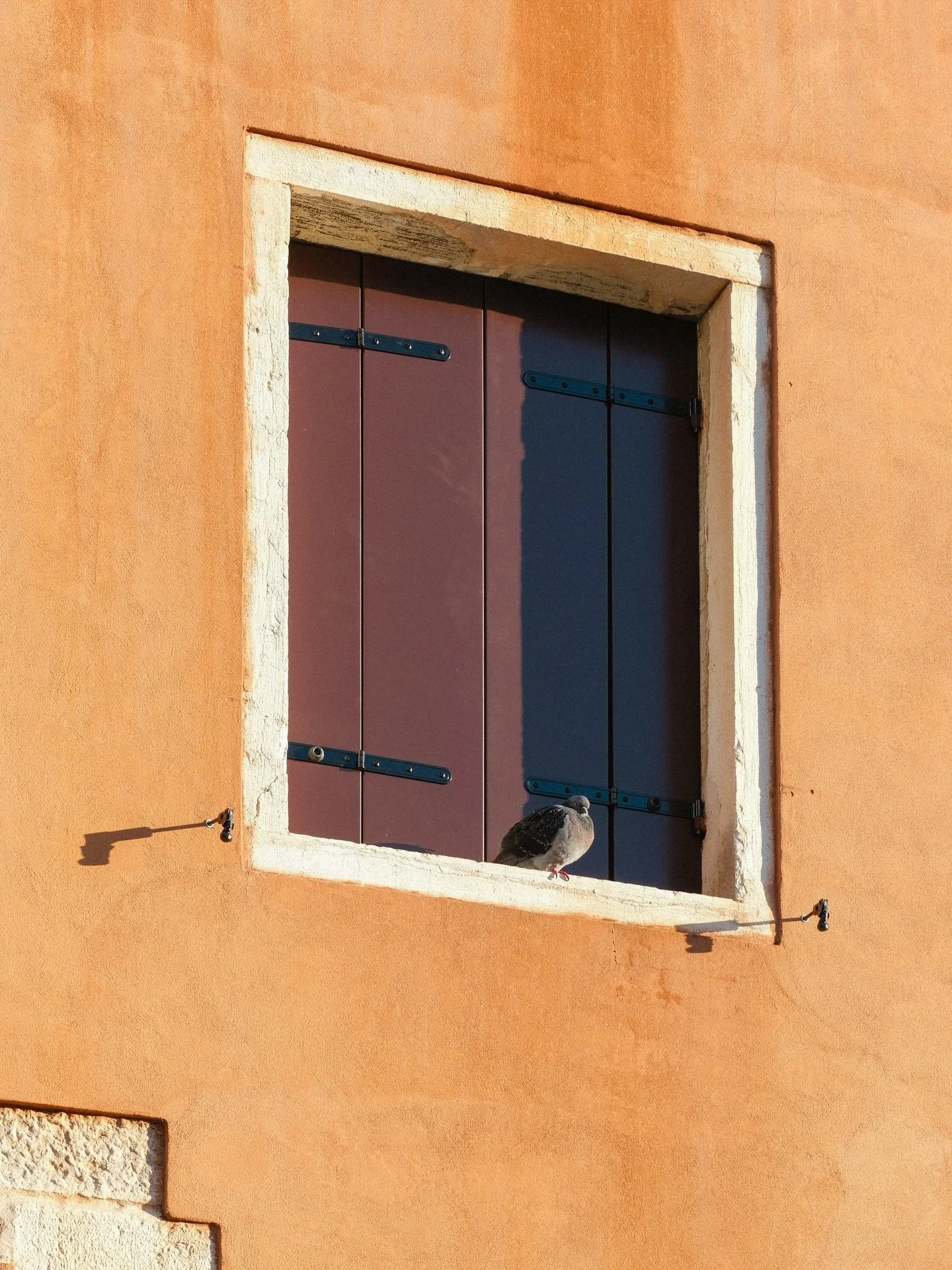 basking 🪶
.
.
.
.
.
.
.
.
.
.
.
.
#venicephotographer #photovogue #veneziagram #mytinyatlashello #onearthmagazine