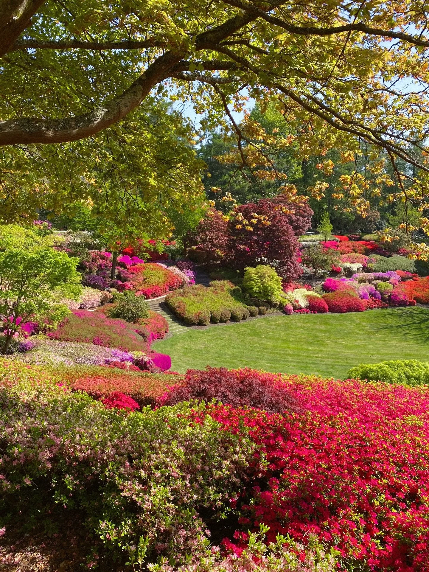 happy as punch at @windsorgreatpark&rsquo;s punch bowl 🌿🌸
.
.
.
.
.
.
.
.
.
.
.
.
.
.
.
#gardentherapy #countrysidelife #countrysideliving #countrysidephotography #gardenphotography