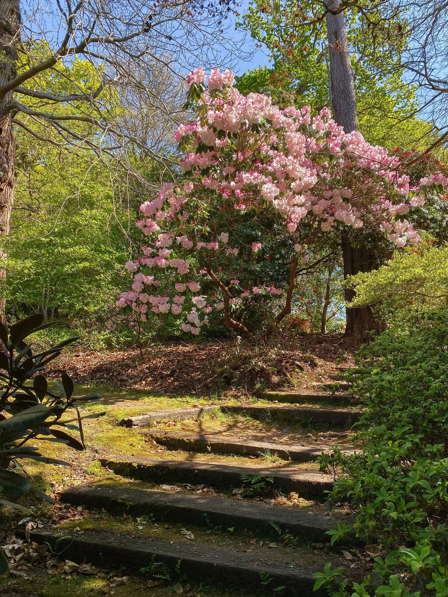 the bushy, vibrant wonder of the rhododendron 🌸
.
.
.
.
.
.
.
.
.
.
.
.
.
.
.
#treelovers #countrysidelife #rhododendron #countrysidephotography #treephotography