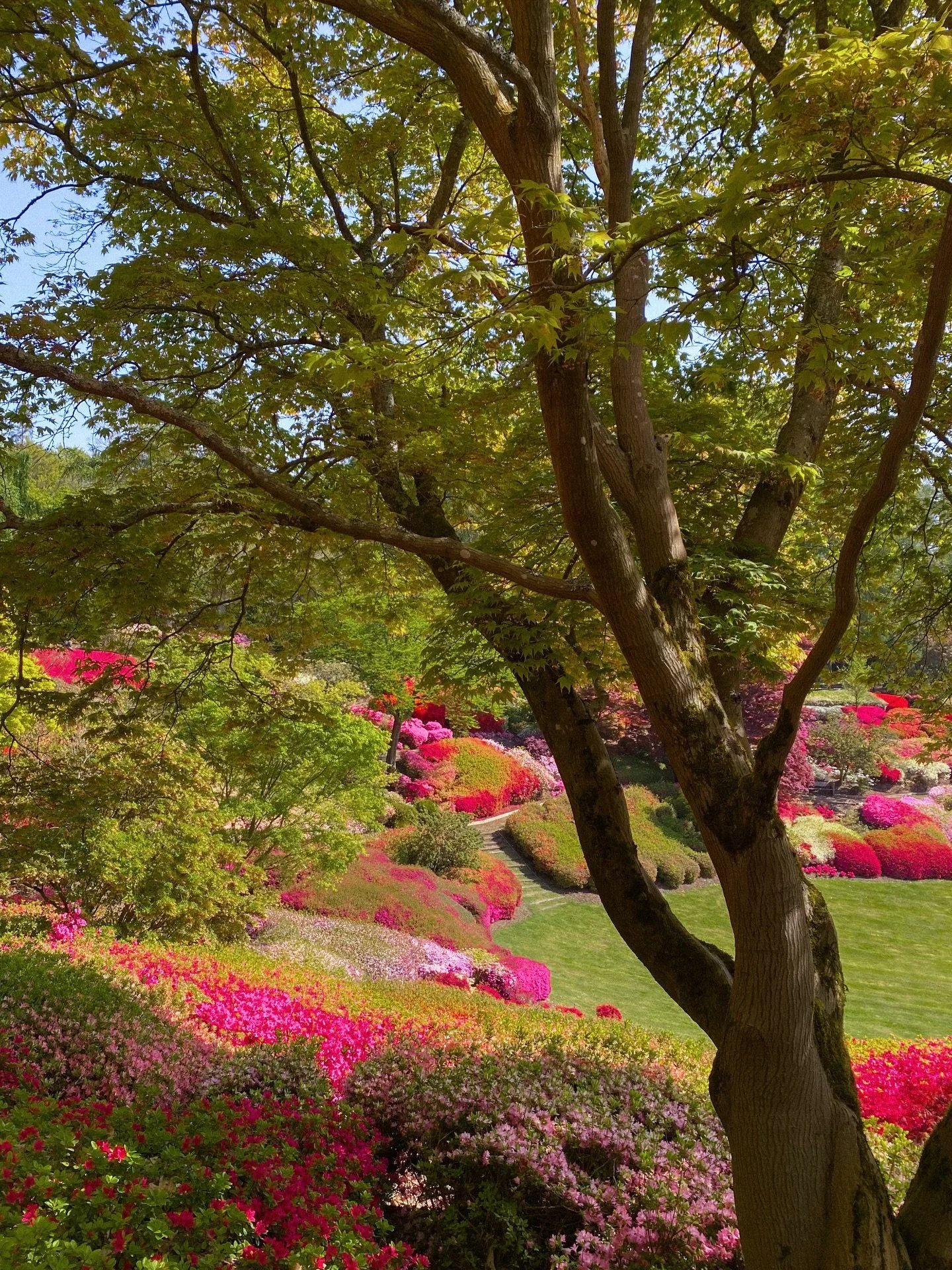 sensational shades at the punch bowl 🌿🌸
.
.
.
.
.
.
.
.
.
.
.
.
.
.
.
#gardentherapy #countrysidelife #countrysideliving #countrysidephotography #treephotography