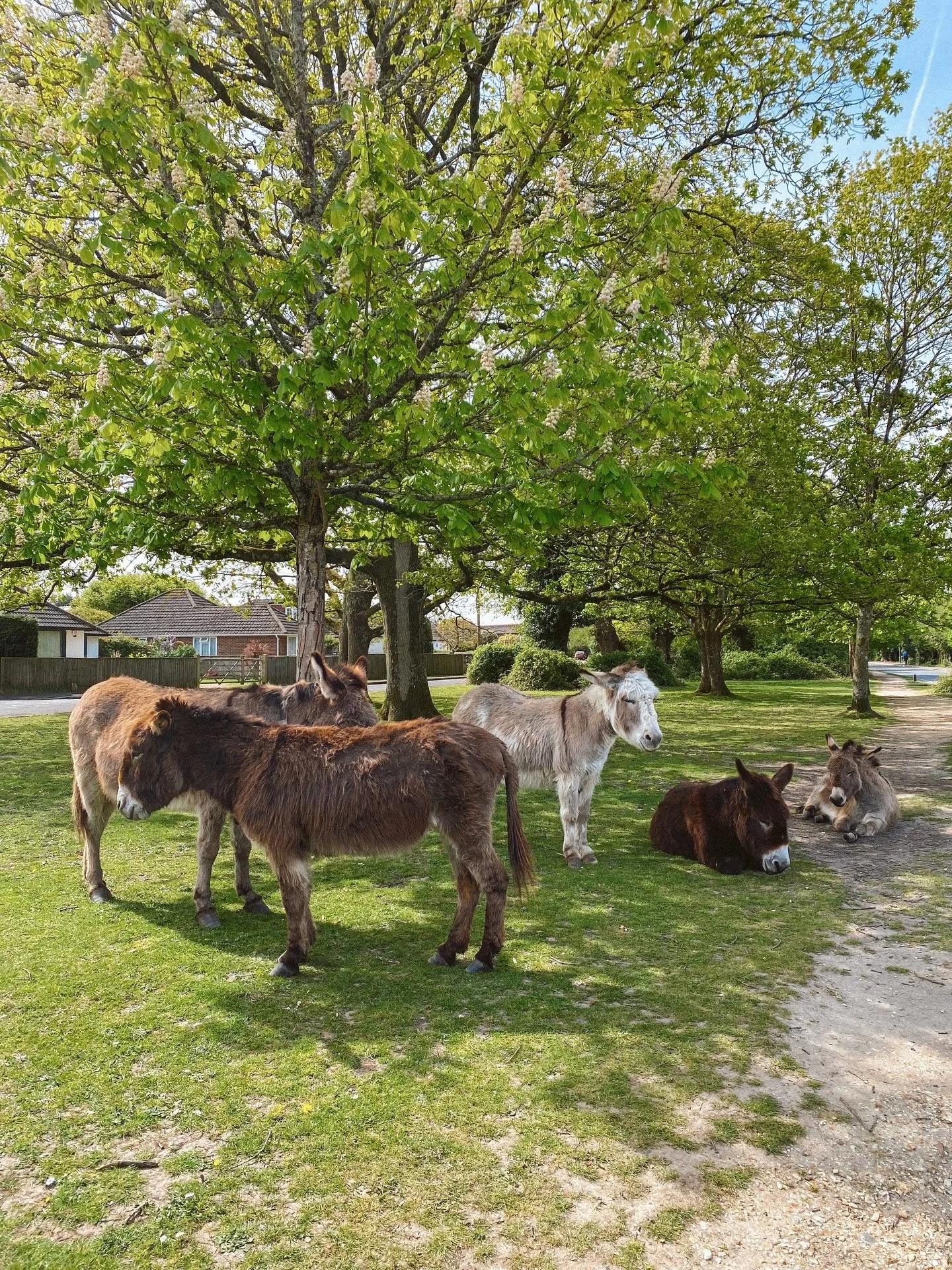 snoozing in the sunday sun in the new forest🌳🫏
.
.
.
.
.
.
.
.
.
.
.
.
.
.
.
#donkeylove #countrysidelife #countrysideliving #countrysidephotography #newforest