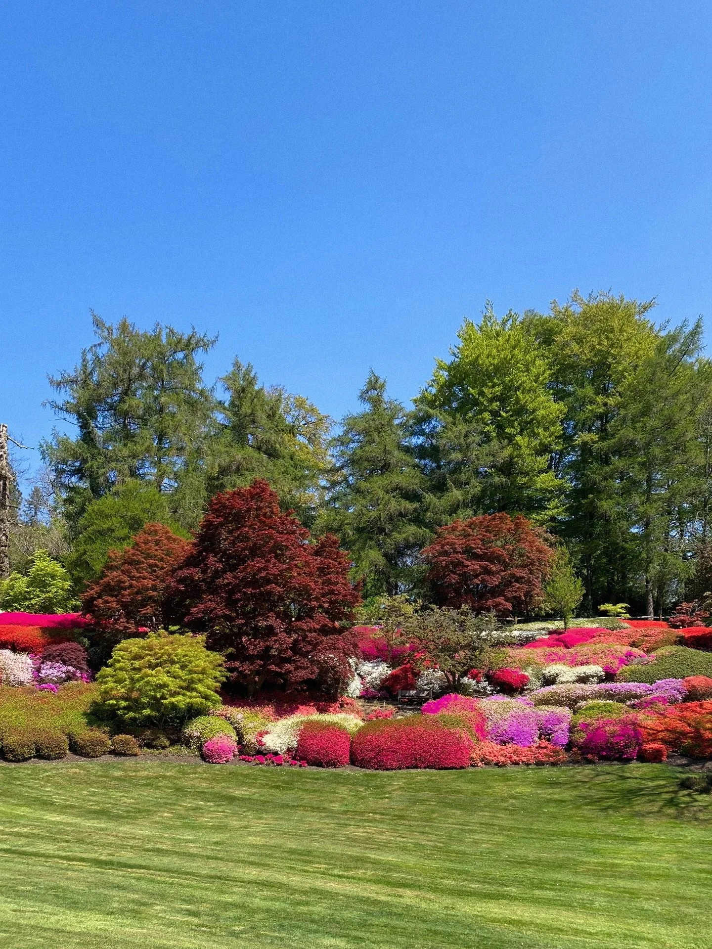 the incredible purples &amp; pinks of @windsorgreatpark&rsquo;s punch bowl against the bright blue sky 🌿🌸
.
.
.
.
.
.
.
.
.
.
.
.
.
.
.
#gardentherapy #countrysidelife #countrysideliving #countrysidephotography #treephotography