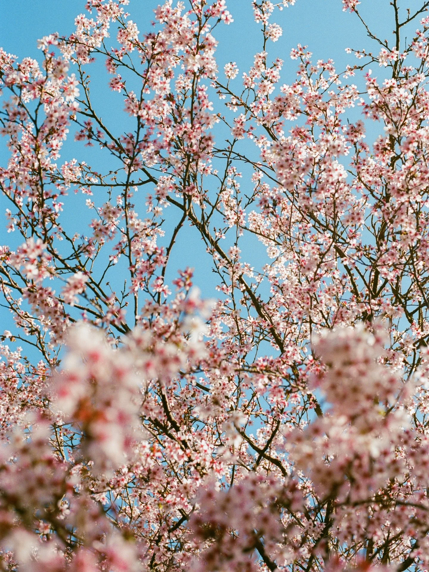 baby pink &amp; icy blue 🎀🧊 
.
.
.
.
.
.
.
.
.
.
.
.
.
.
.
#gardentherapy #countrysidelife #countrysideliving #blossomtree #gardenphotography