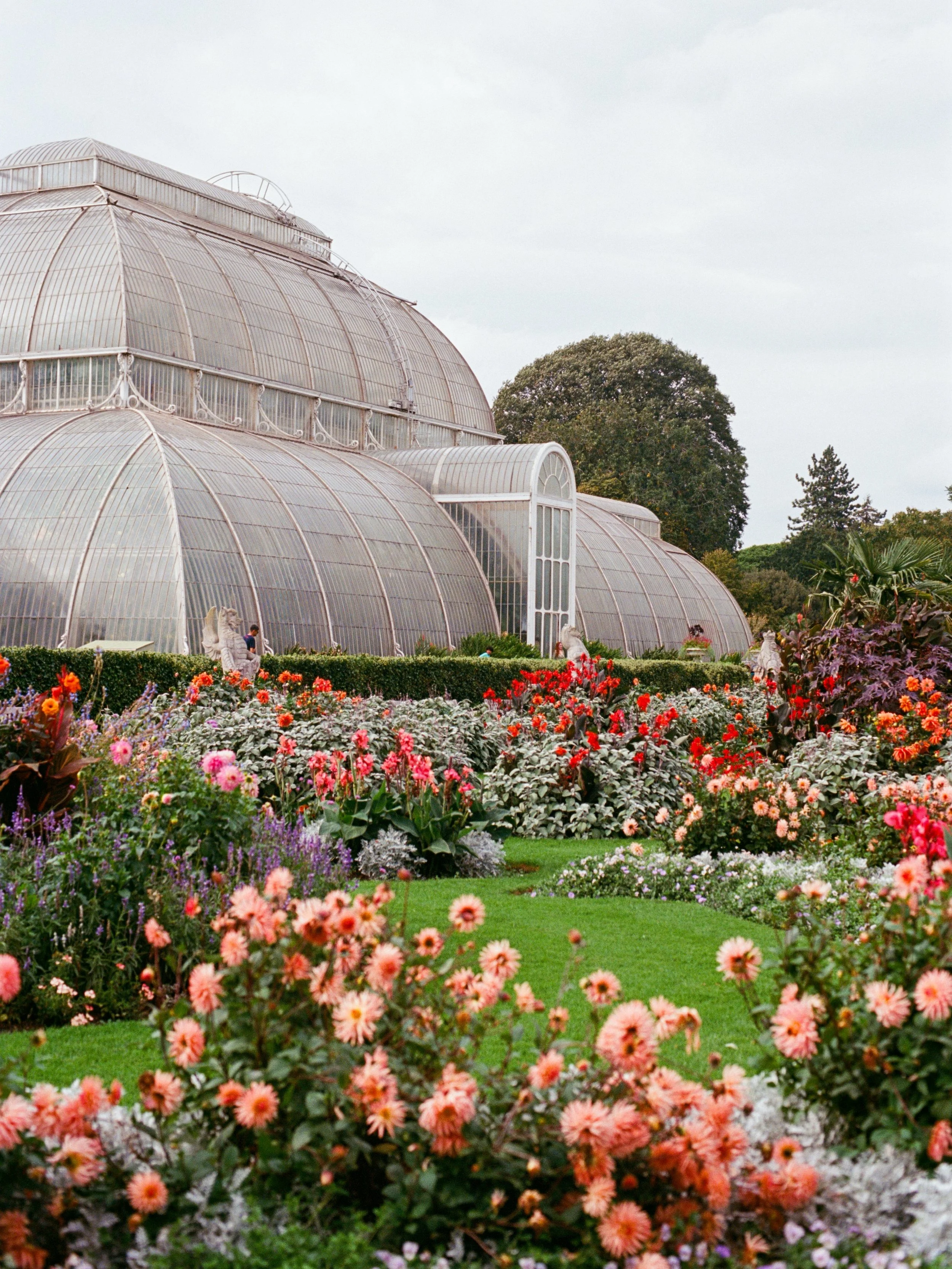the dahlia display in front of @kewgardens&rsquo;s palm house last summer was just spectacular 🌿🌸
.
.
.
.
.
.
.
.
.
.
.
.
.
#dahliaseason #botanicalgarden #gardentherapy #gardenphotography #kewgardens