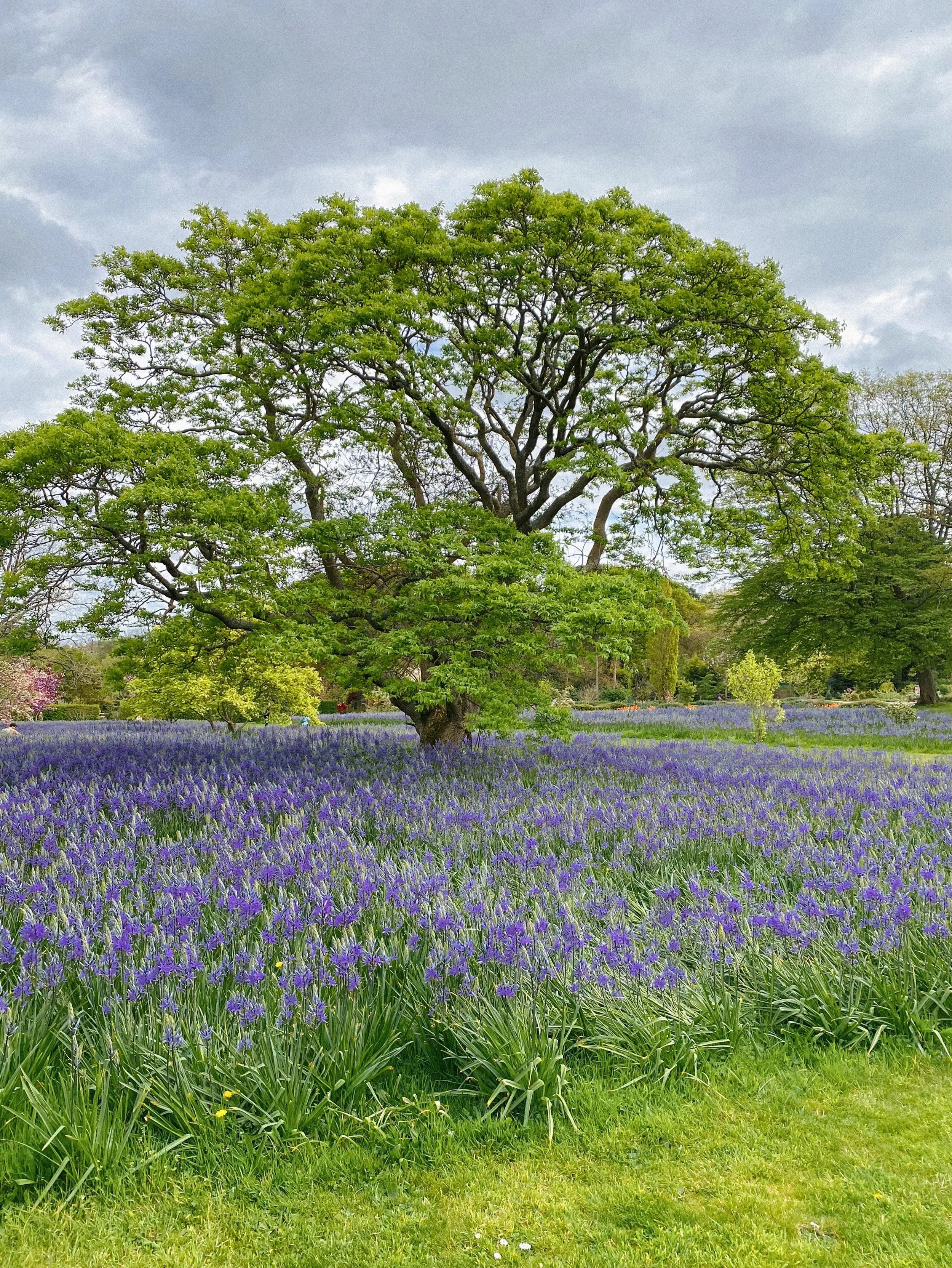 the most magical carpet of camassia @rhswisley in early April 🪻
.
.
.
.
.
.
.
.
.
.
.
.
.
.
#gardentherapy #countrysidelife #countrysideliving #countrysidephotography #gardenphotography