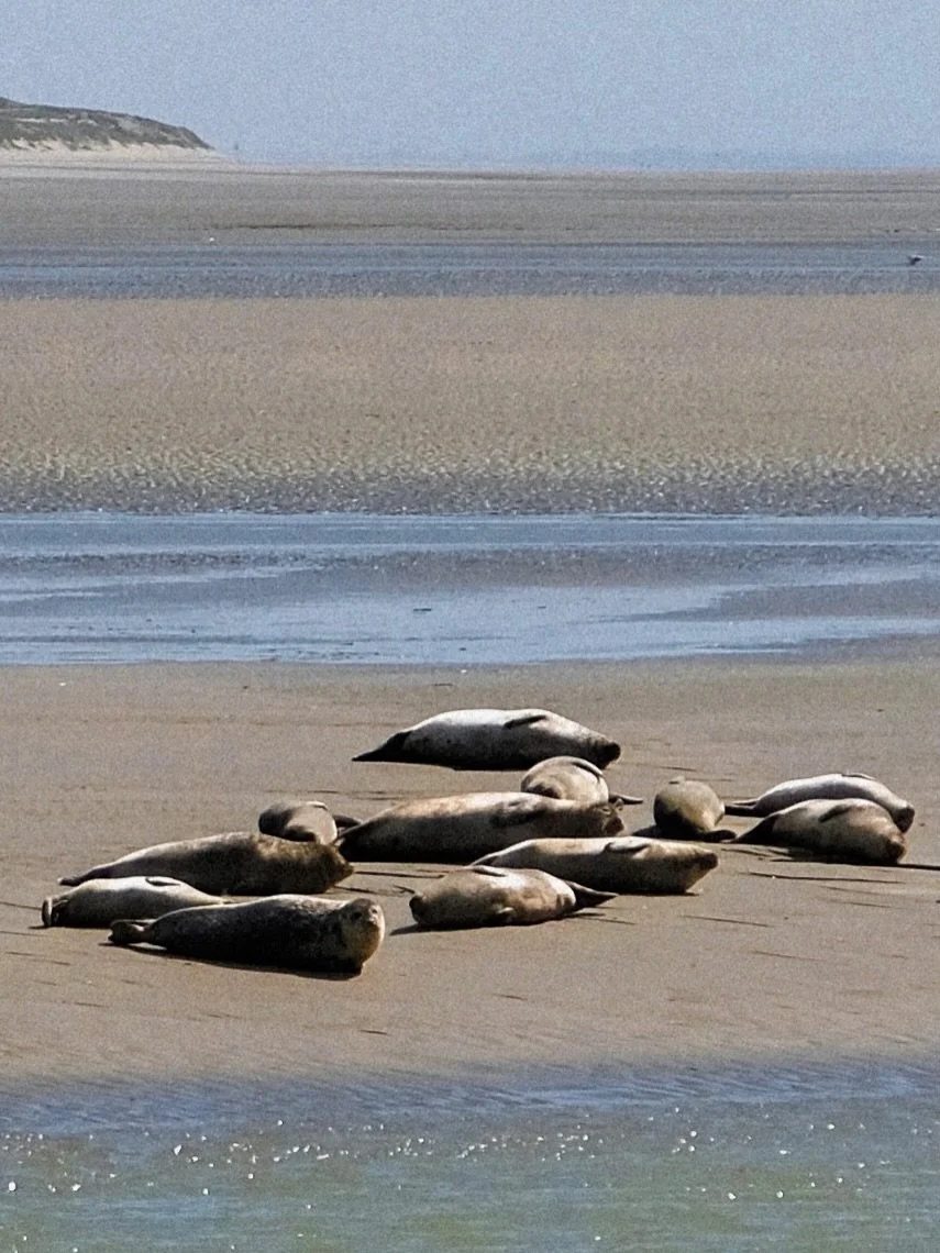 the basking seals at the baie de somme 🦭 
.
.
.
.
.
.
.
.
.
.
.
#baiedesomme #sealspotting #sealbeach #seasideescape #seasideliving