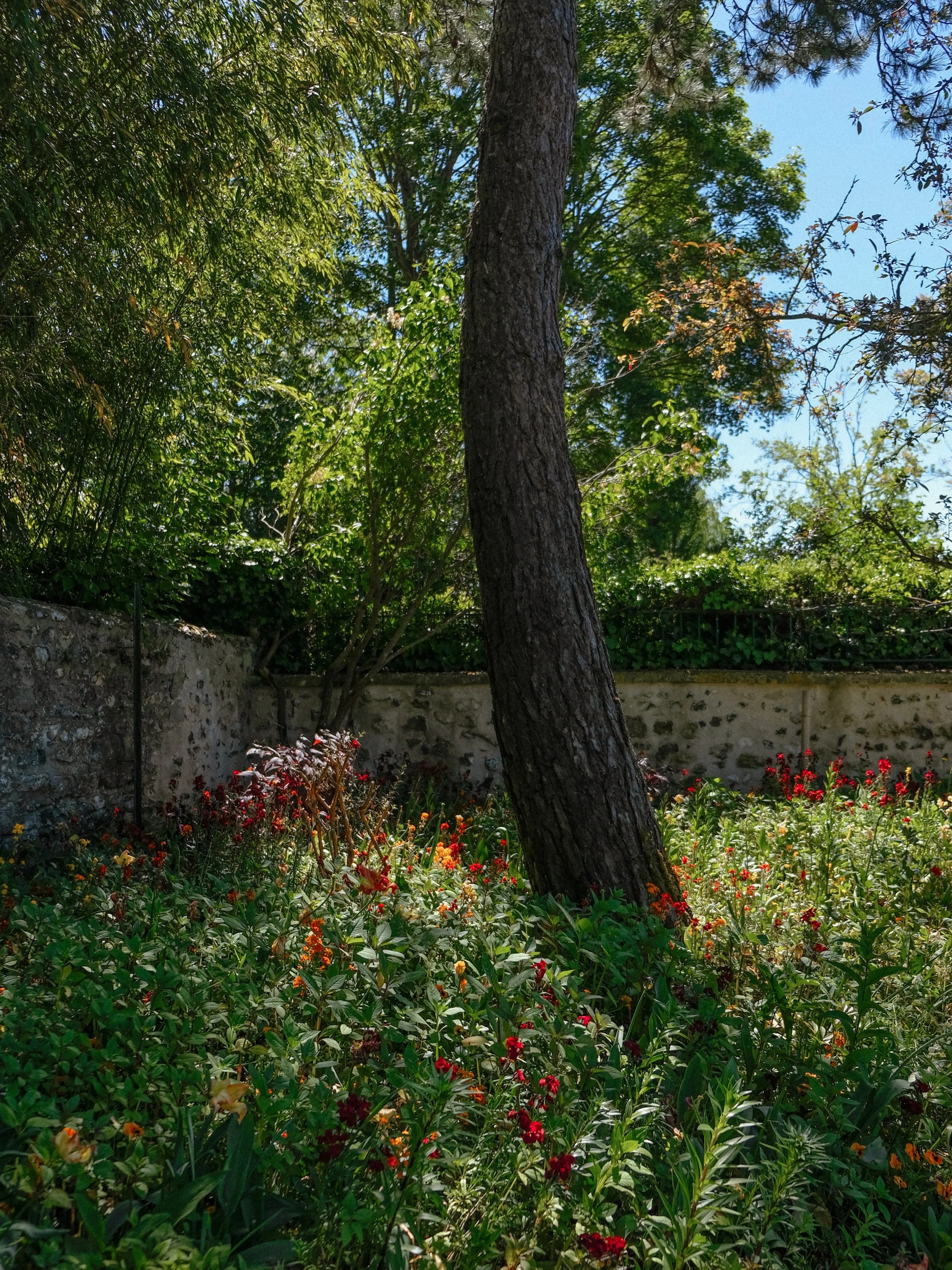 verdant corners of @maisonjardinsclaudemonet with smatterings of red, orange &amp; yellow 🍃
.
.
.
.
.
.
.
.
.
.
.
.
.
.
#gardentherapy #mytinyatlas #gardenlover #photovogue #flowerphotos