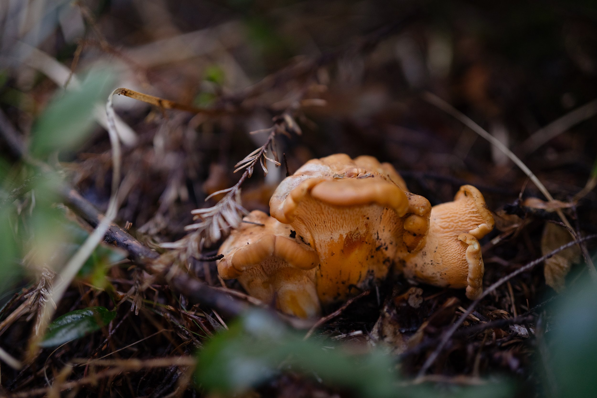 Microdosing Mindfulness, part 4