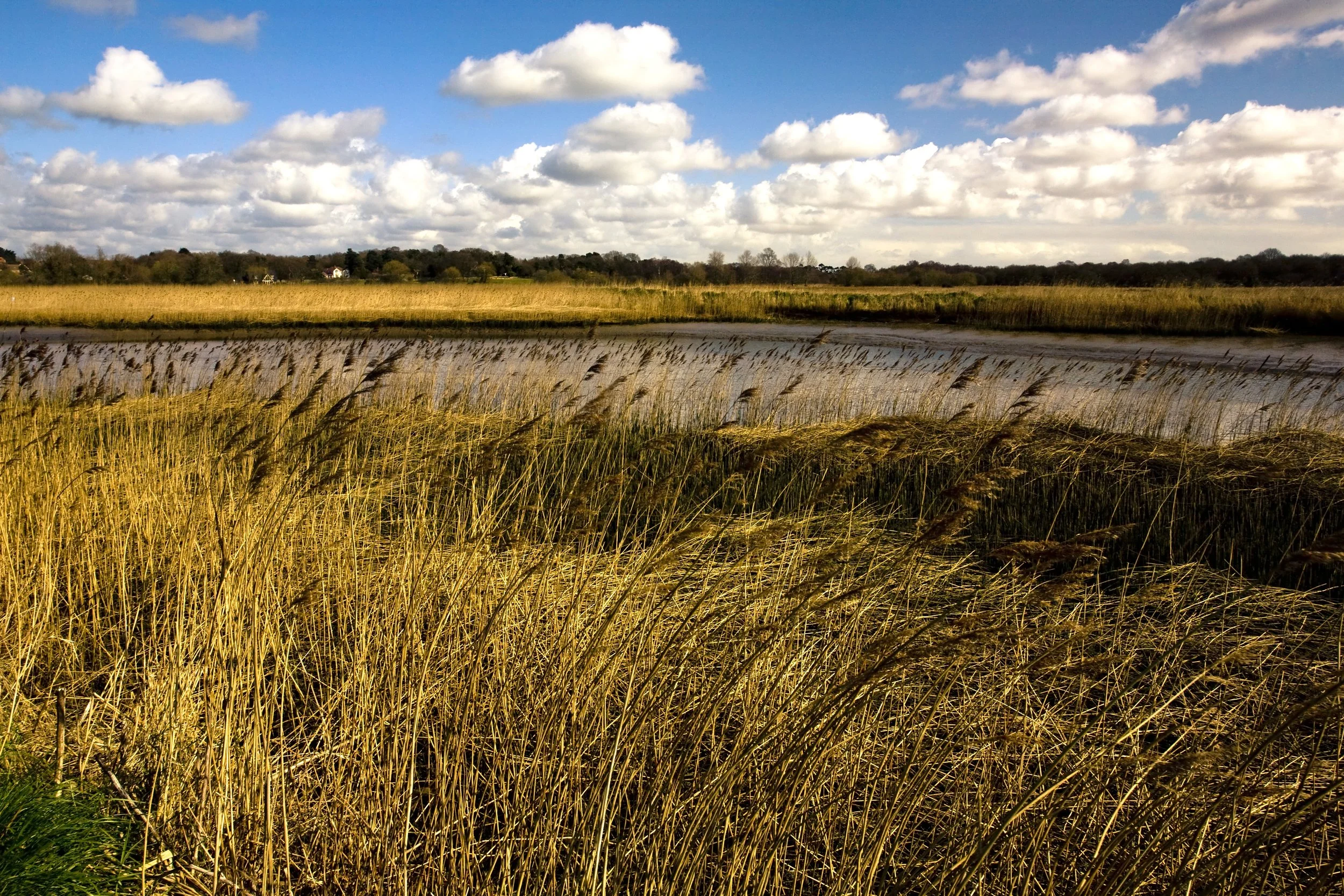 field-covered-grass-surrounded-by-river-alde-sunlight-uk.jpg