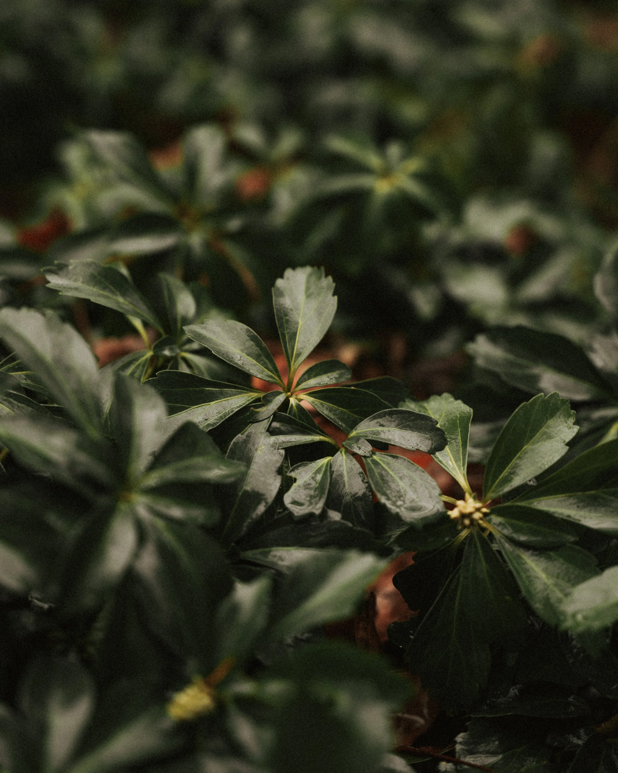 Sarah and Ayan Northampton, MA Elopement - Details & Ceremony-3.jpg