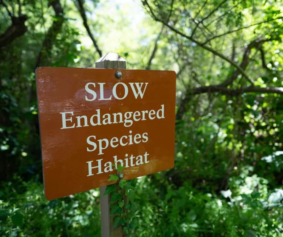 How to Travel Sustainably Eco Friendly Tips