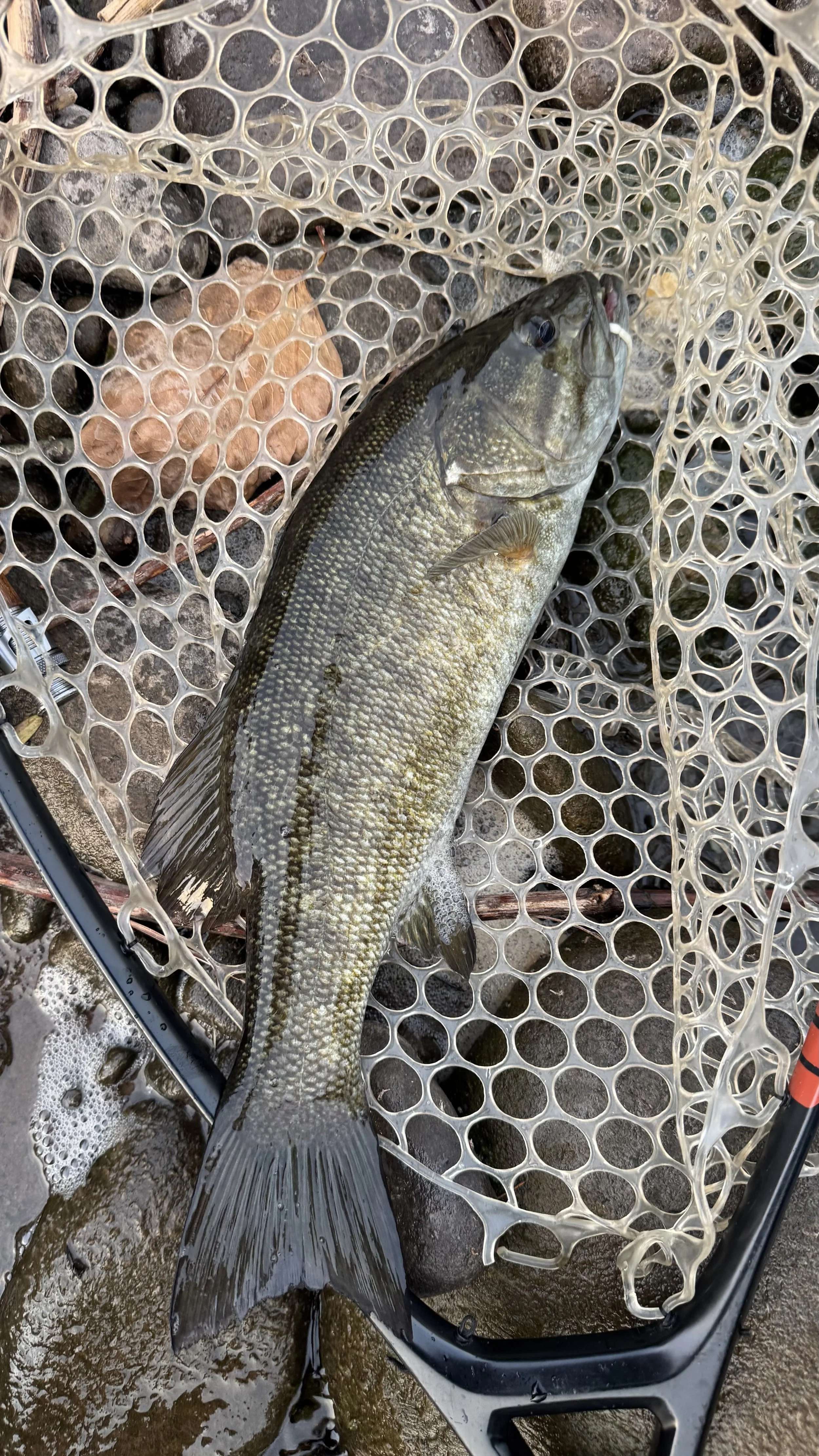 The Heat is on Time For Smallies