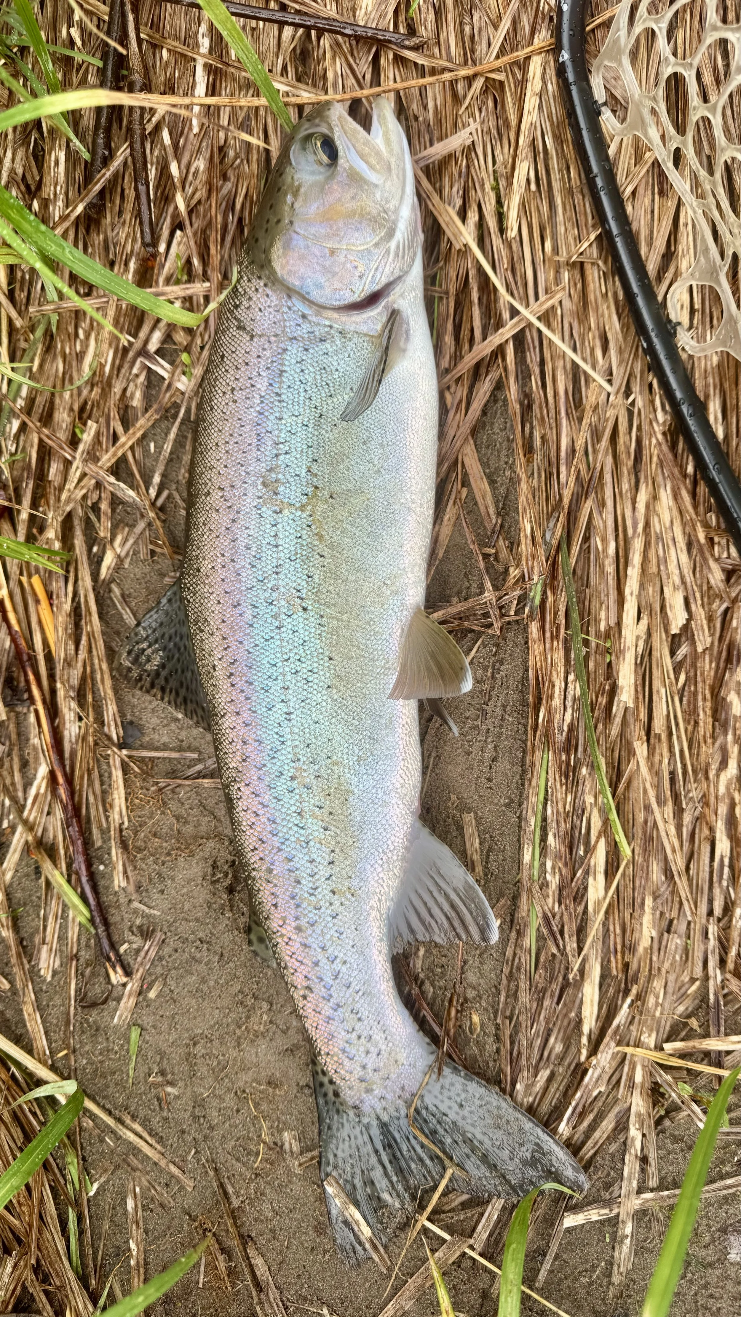 Rainbows on the Esopus