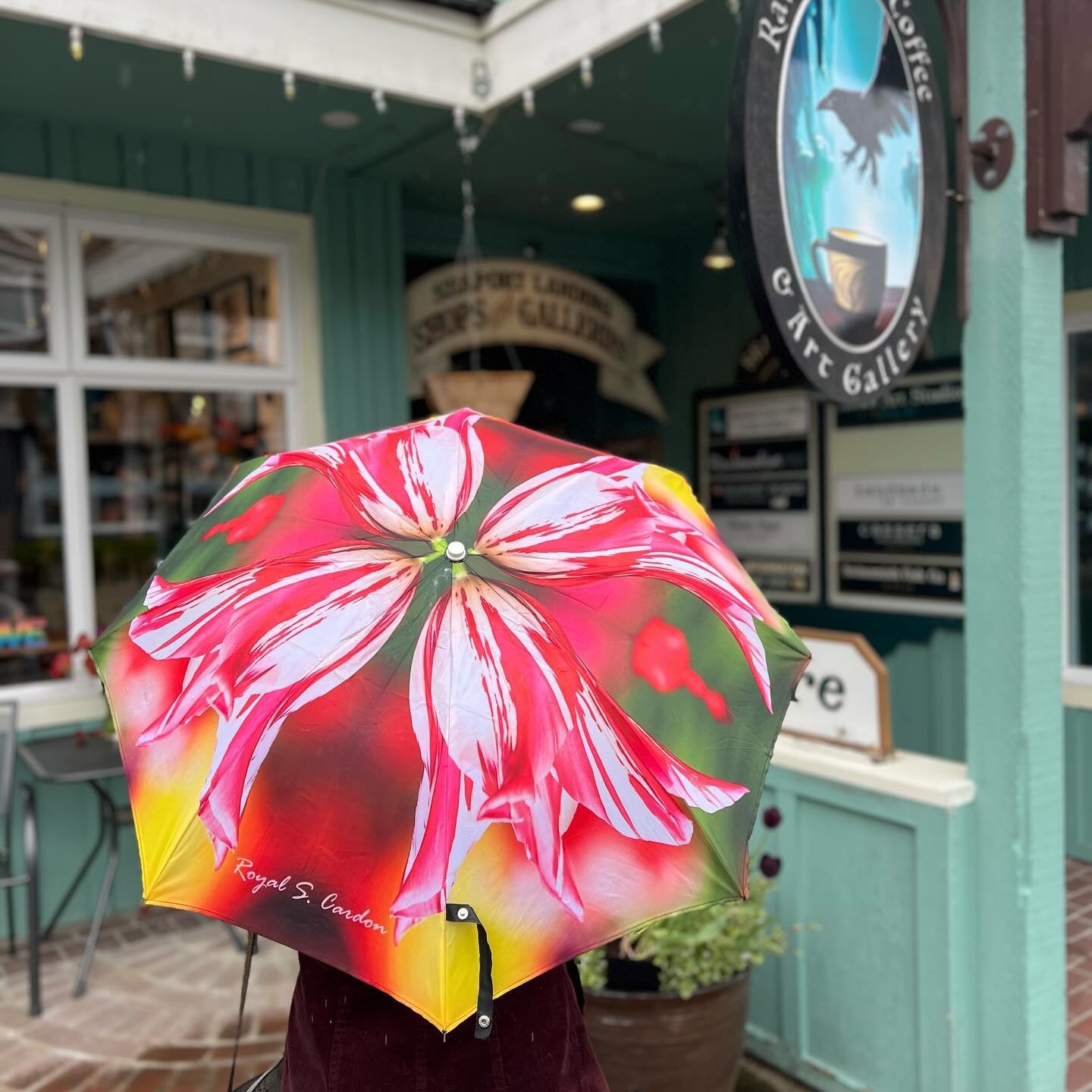Royal S Cardon umbrellas available so you can enjoy the rain in style! Only three left 🌷☔️
#lovelaconner #tulipfestival #skagitvalleytulipfestival #coffee