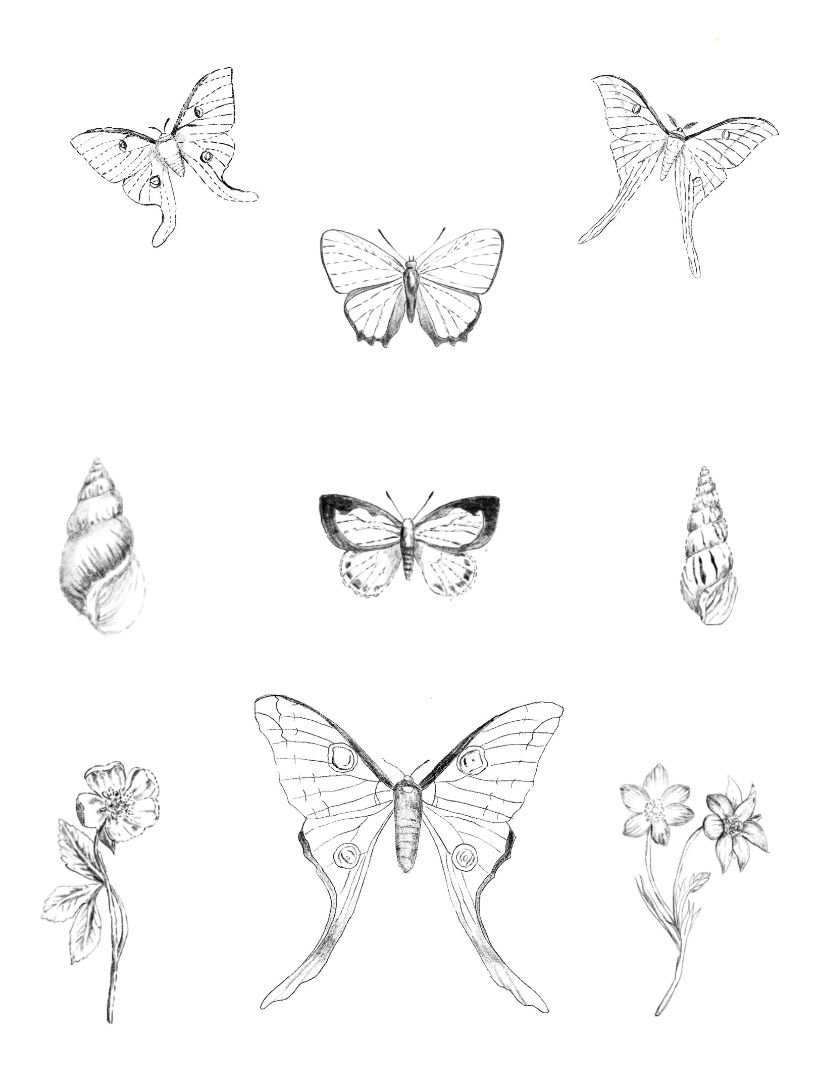 Moths, shells & butterfly's.jpg