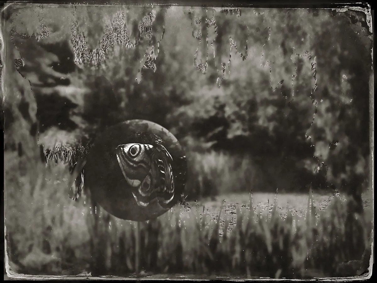 WEB self portrait as an invasive moth.jpg