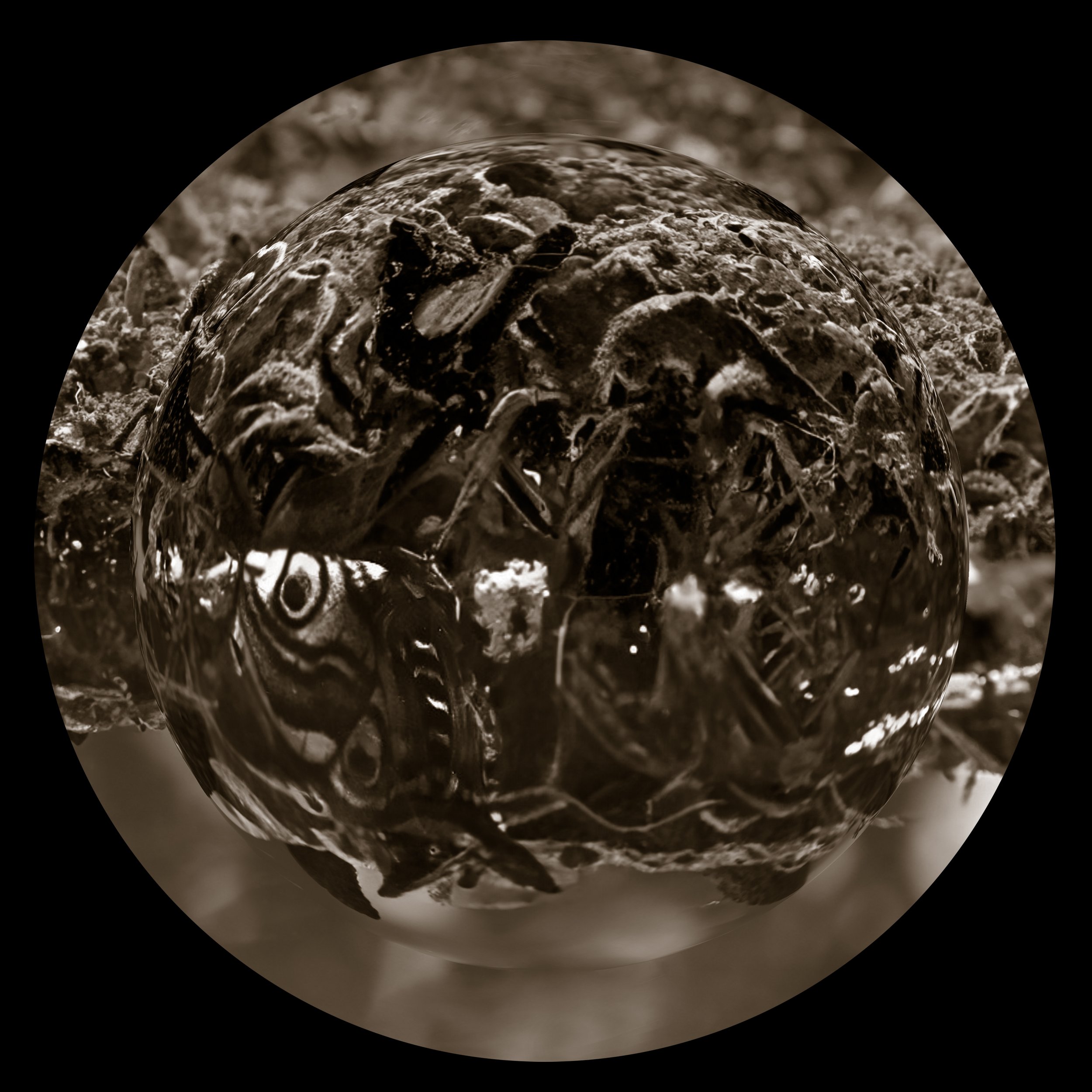 9. self portrait as an Invasive moth ai.jpg