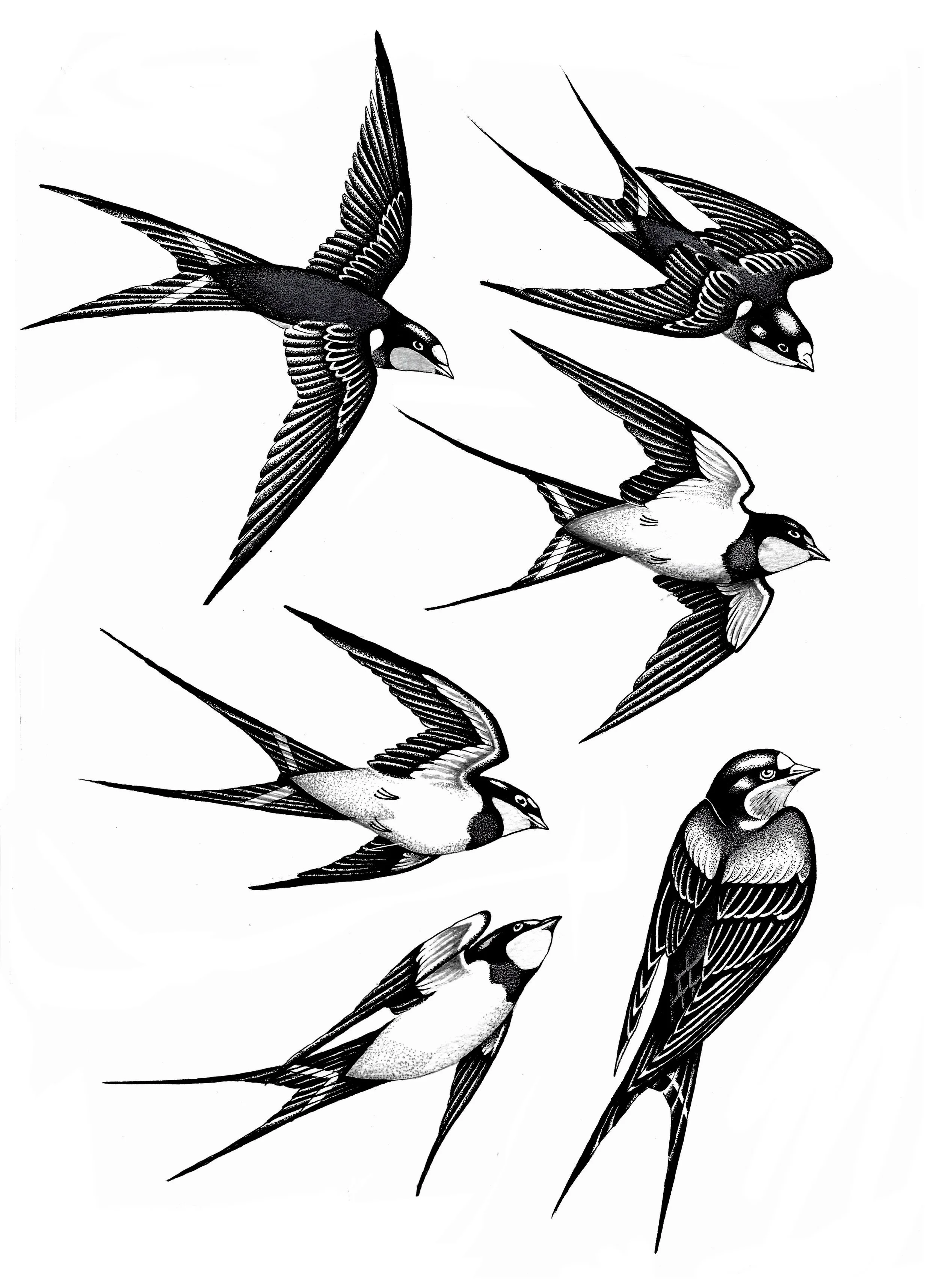 Swallows