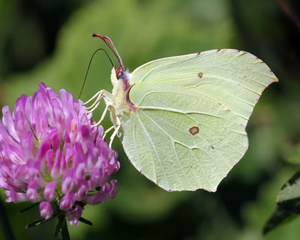 A brimstone butterfly on a pink clover